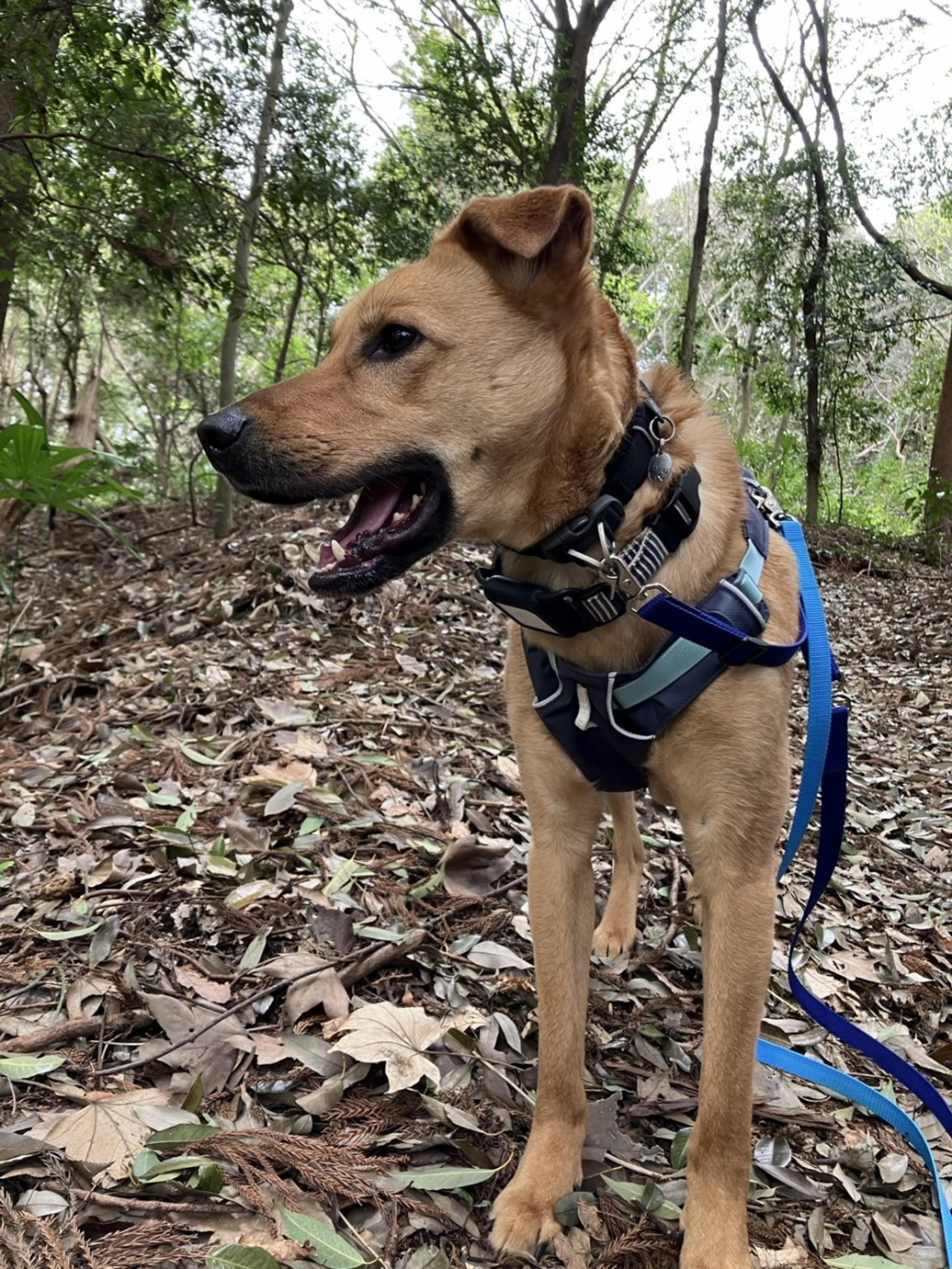 pet-image-4