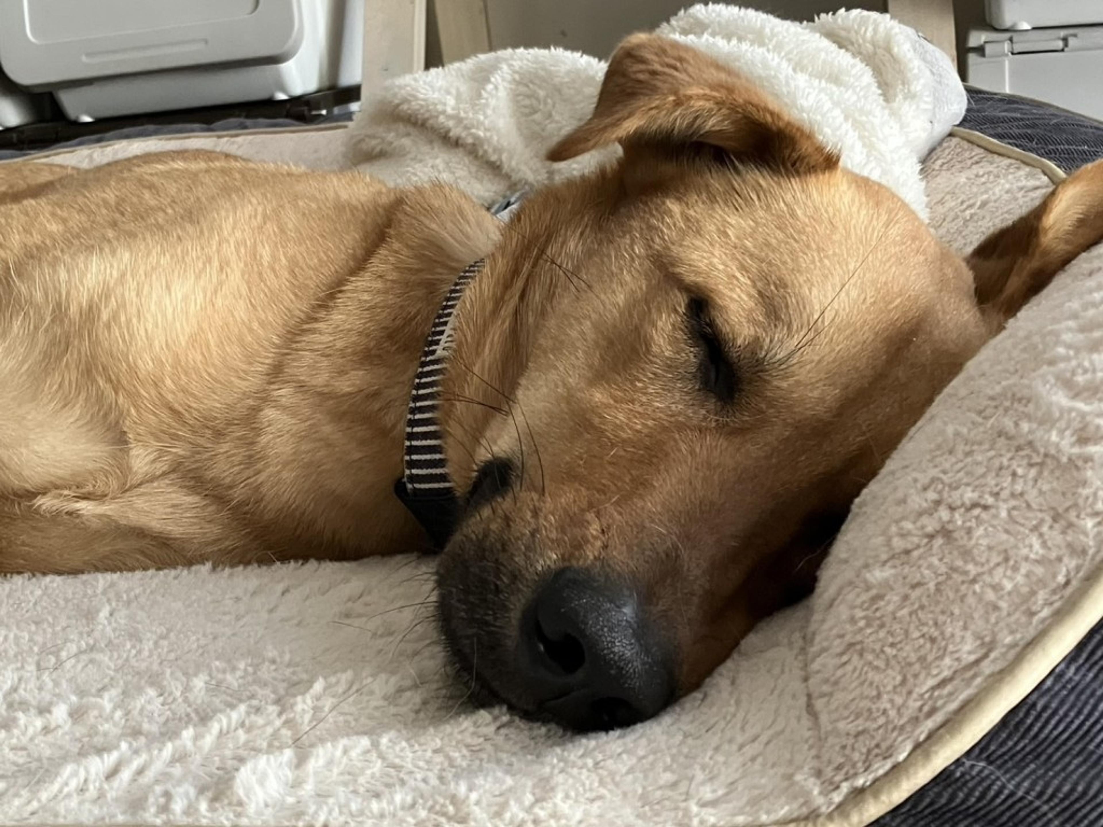 pet-image-7