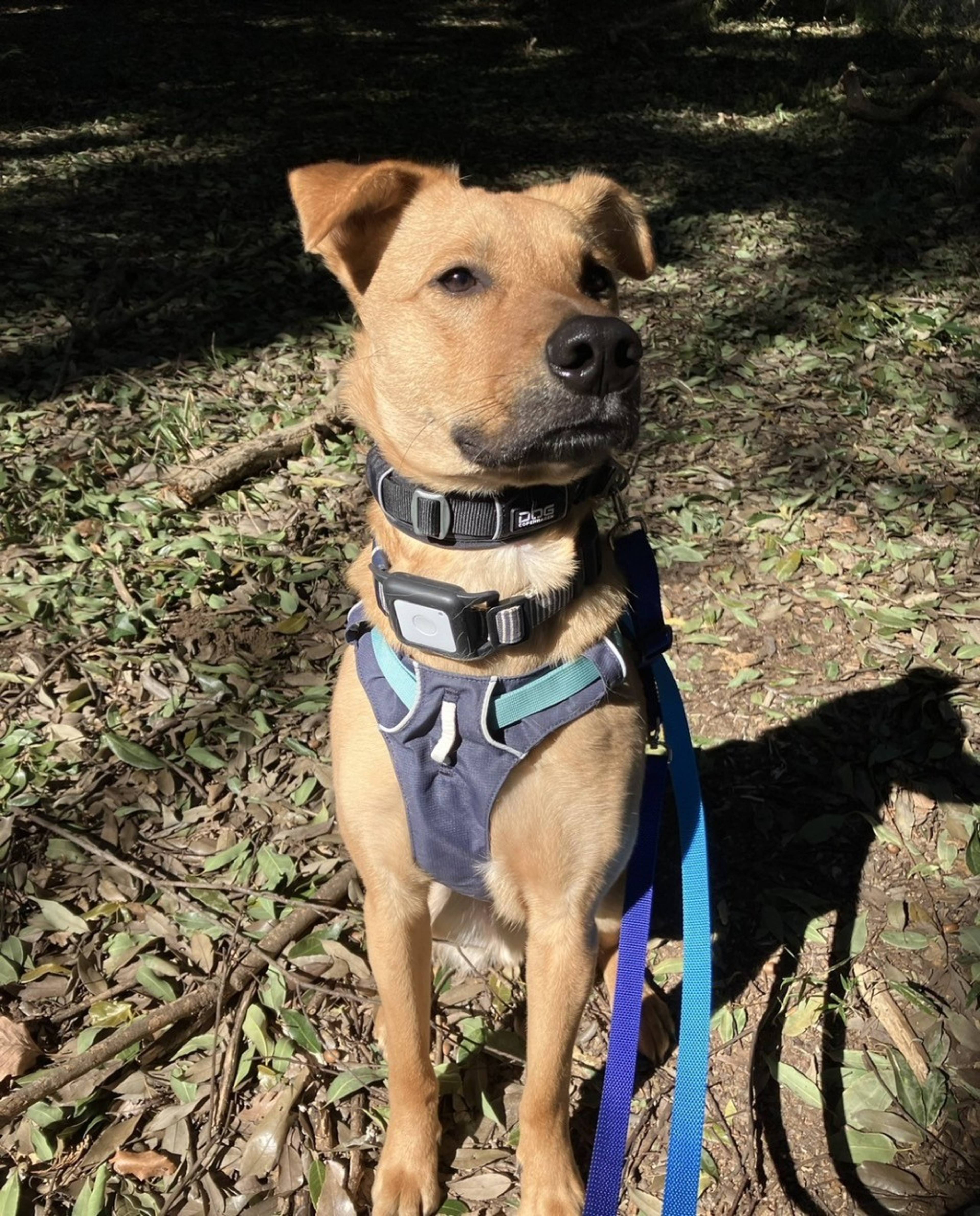 雑種（ミックス犬）・オスの里親募集の写真