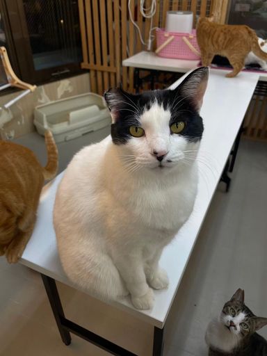 雑種（ミックス猫）・オスの里親募集の写真