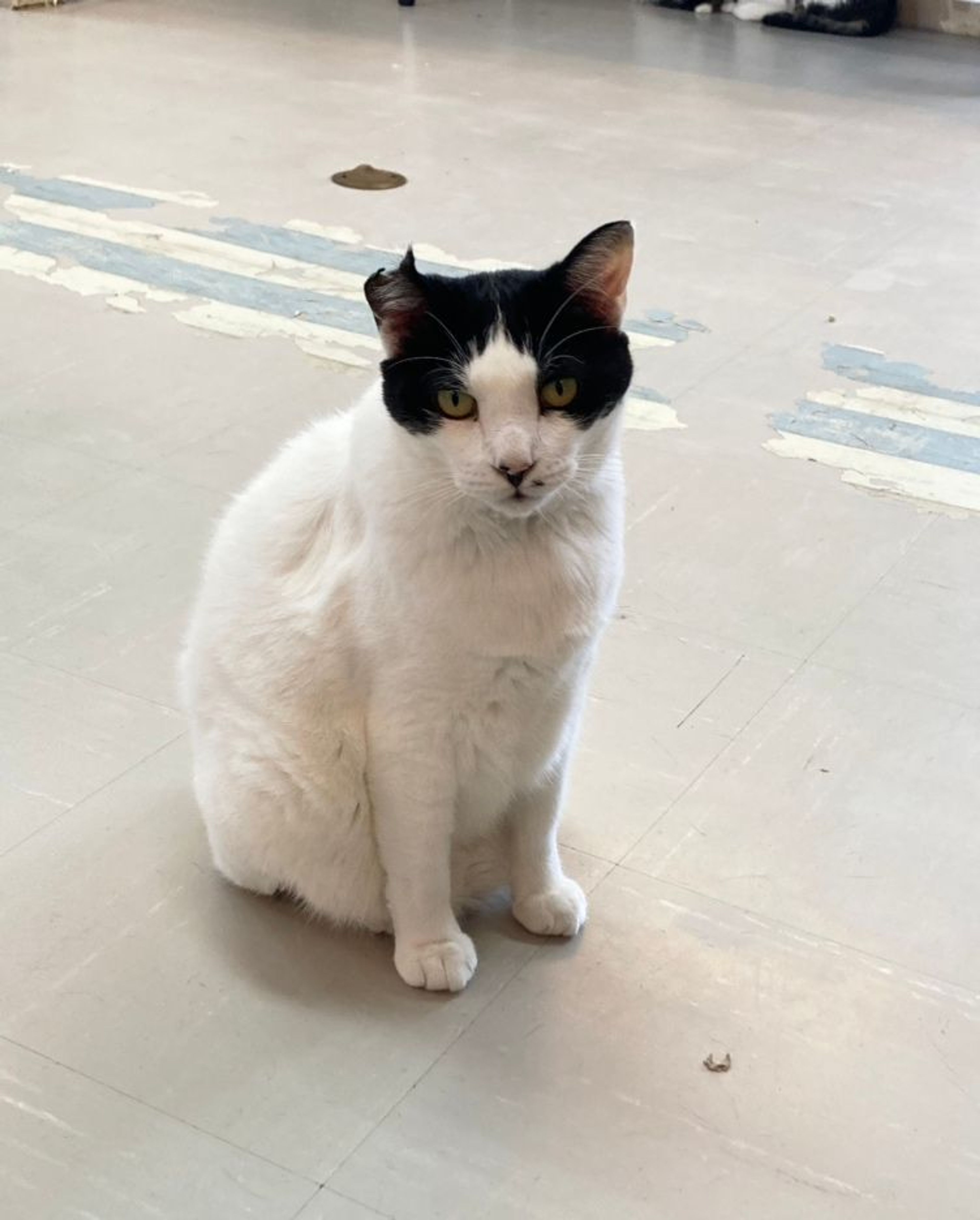 雑種（ミックス猫）・オスの里親募集の写真