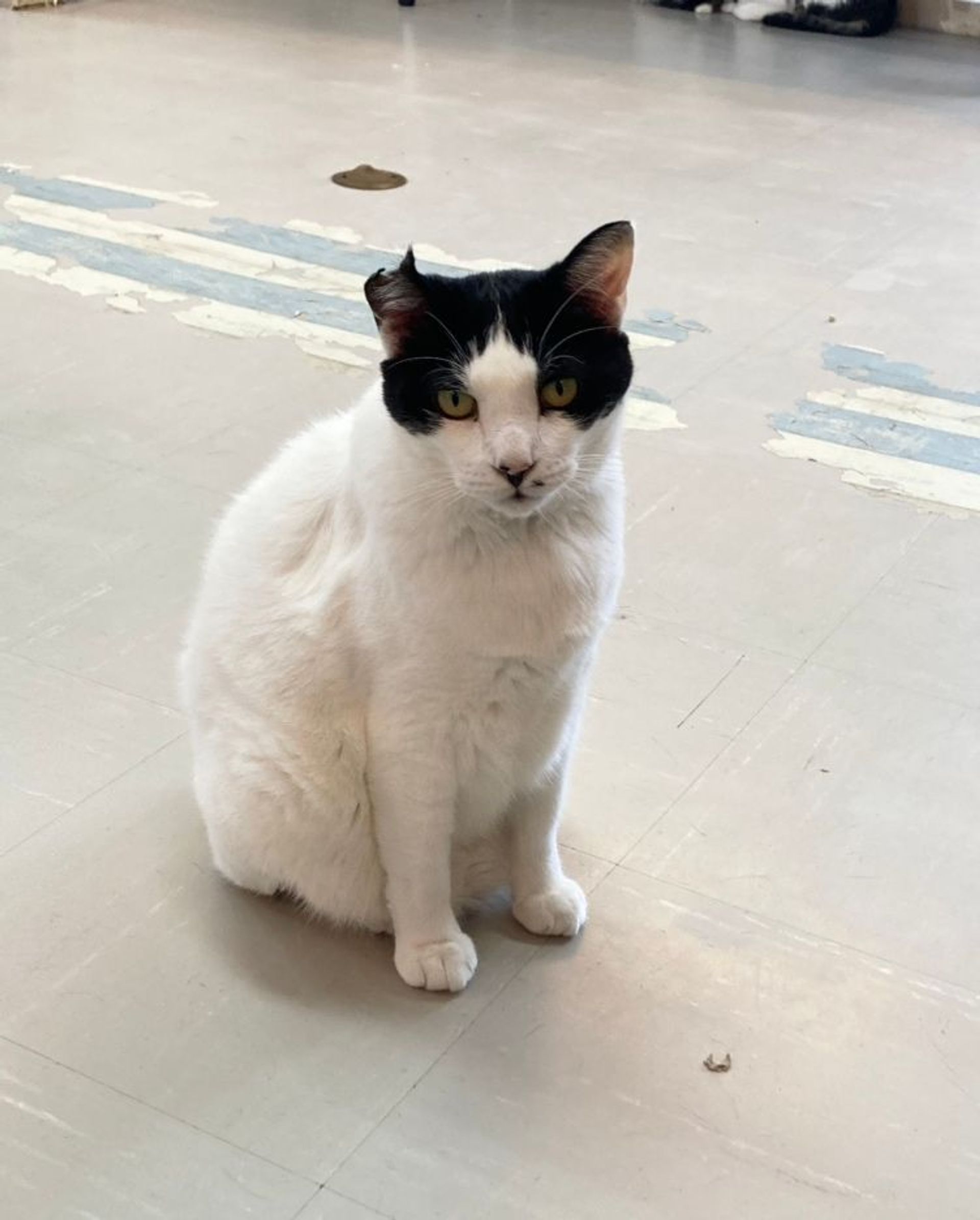 雑種（ミックス猫）・オスの里親募集の写真