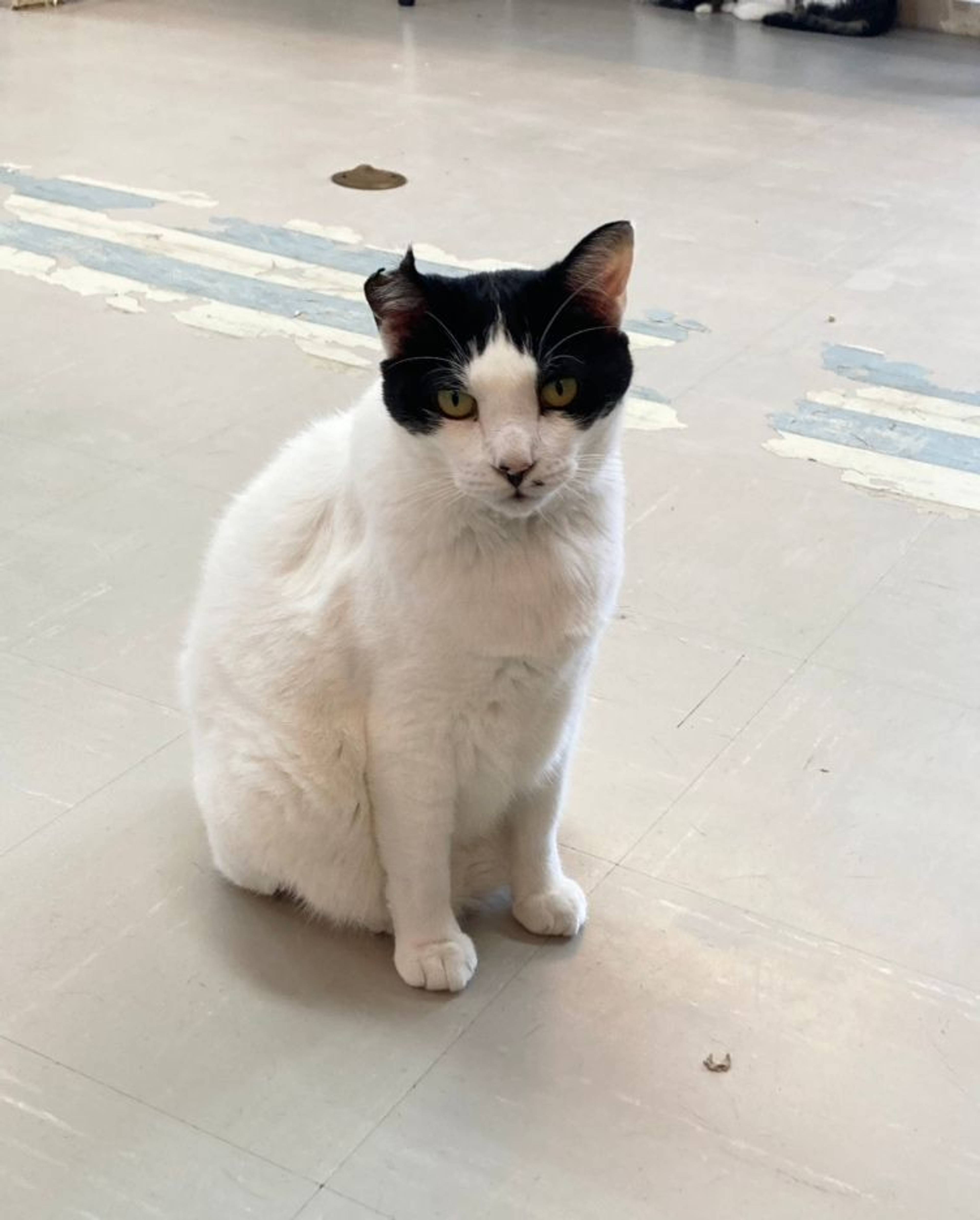 雑種（ミックス猫）・オスの里親募集の写真