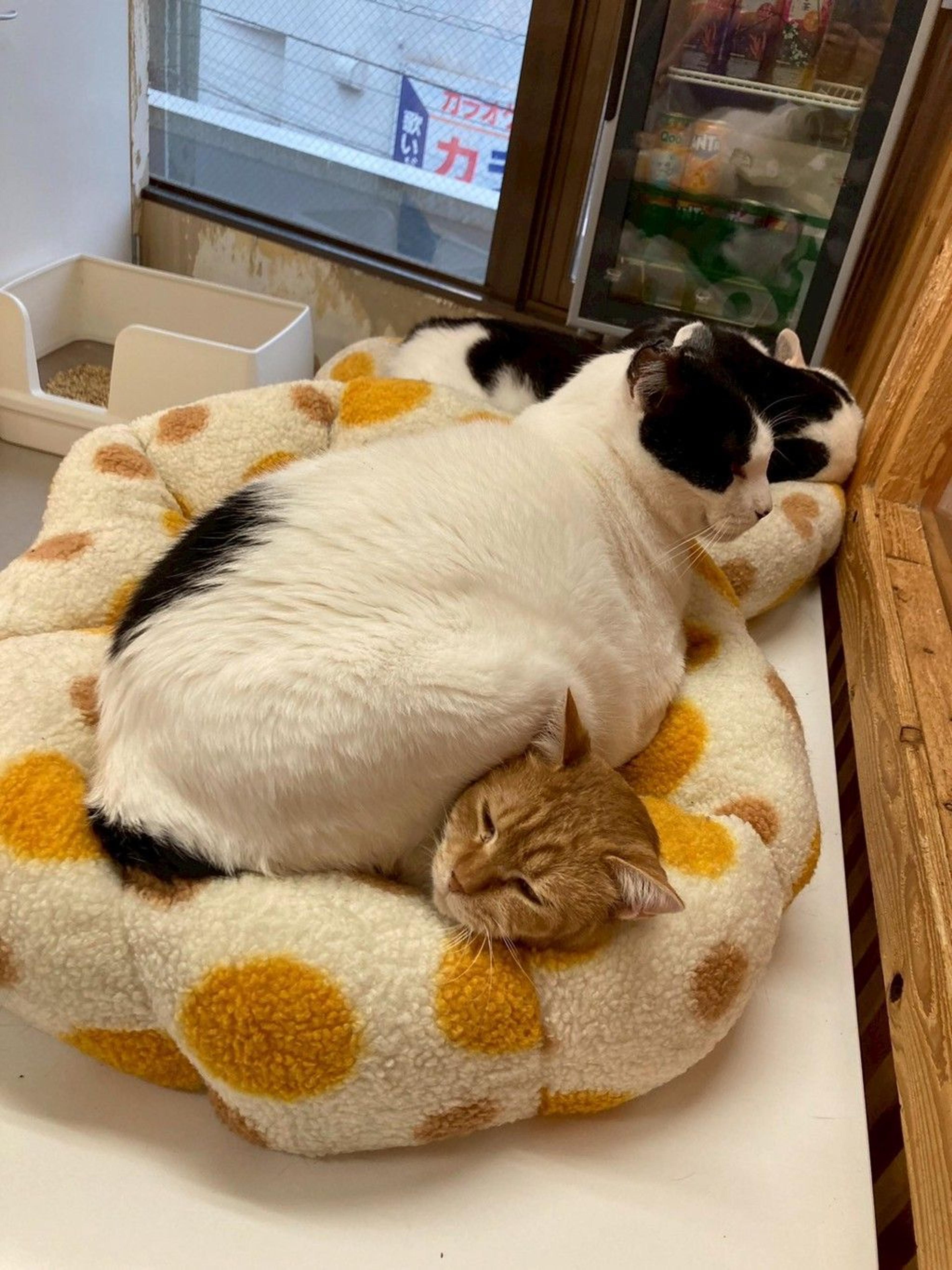 pet-image-2