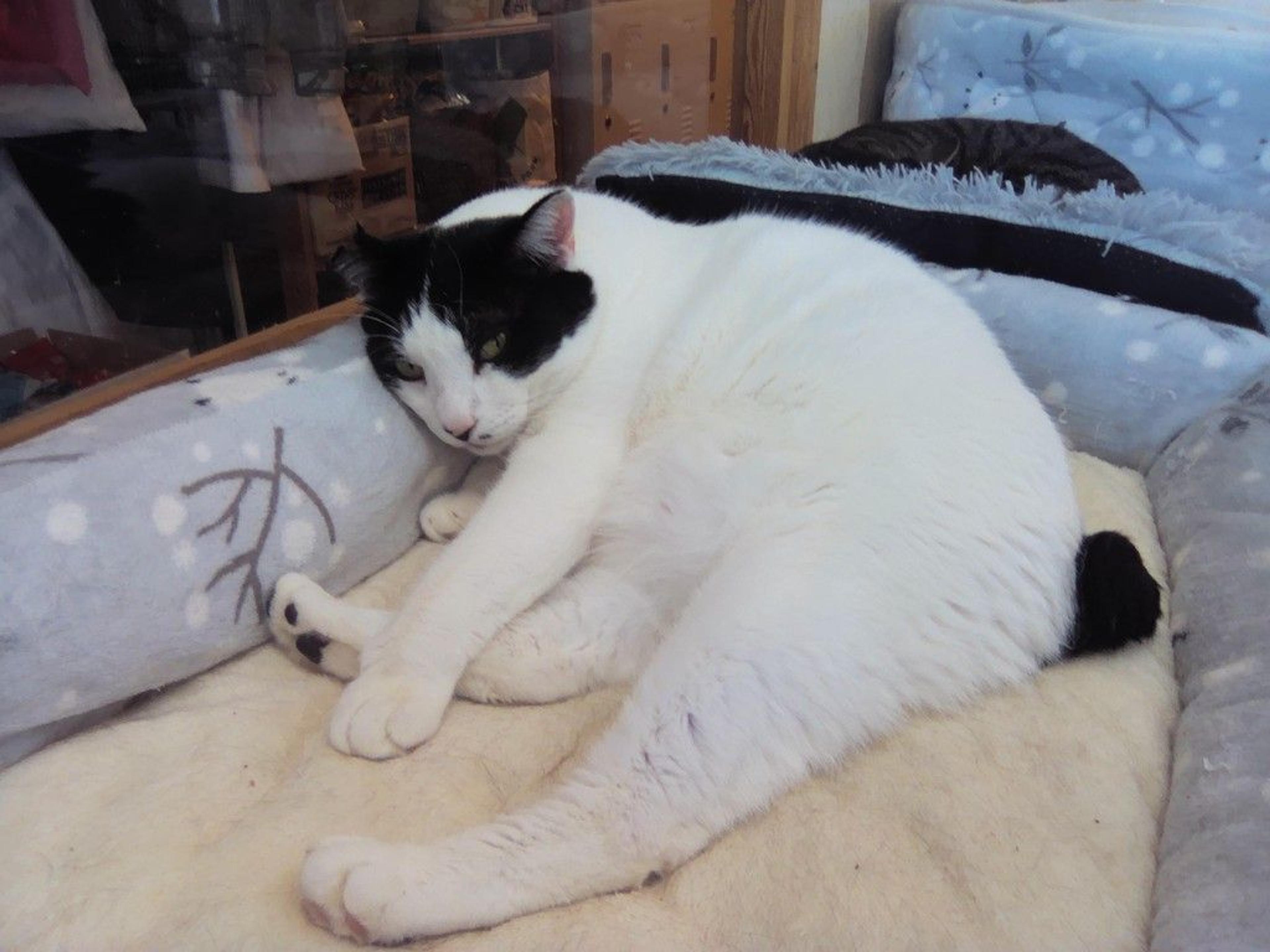 pet-image-6