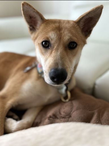 雑種（ミックス犬）・メスの里親募集の写真