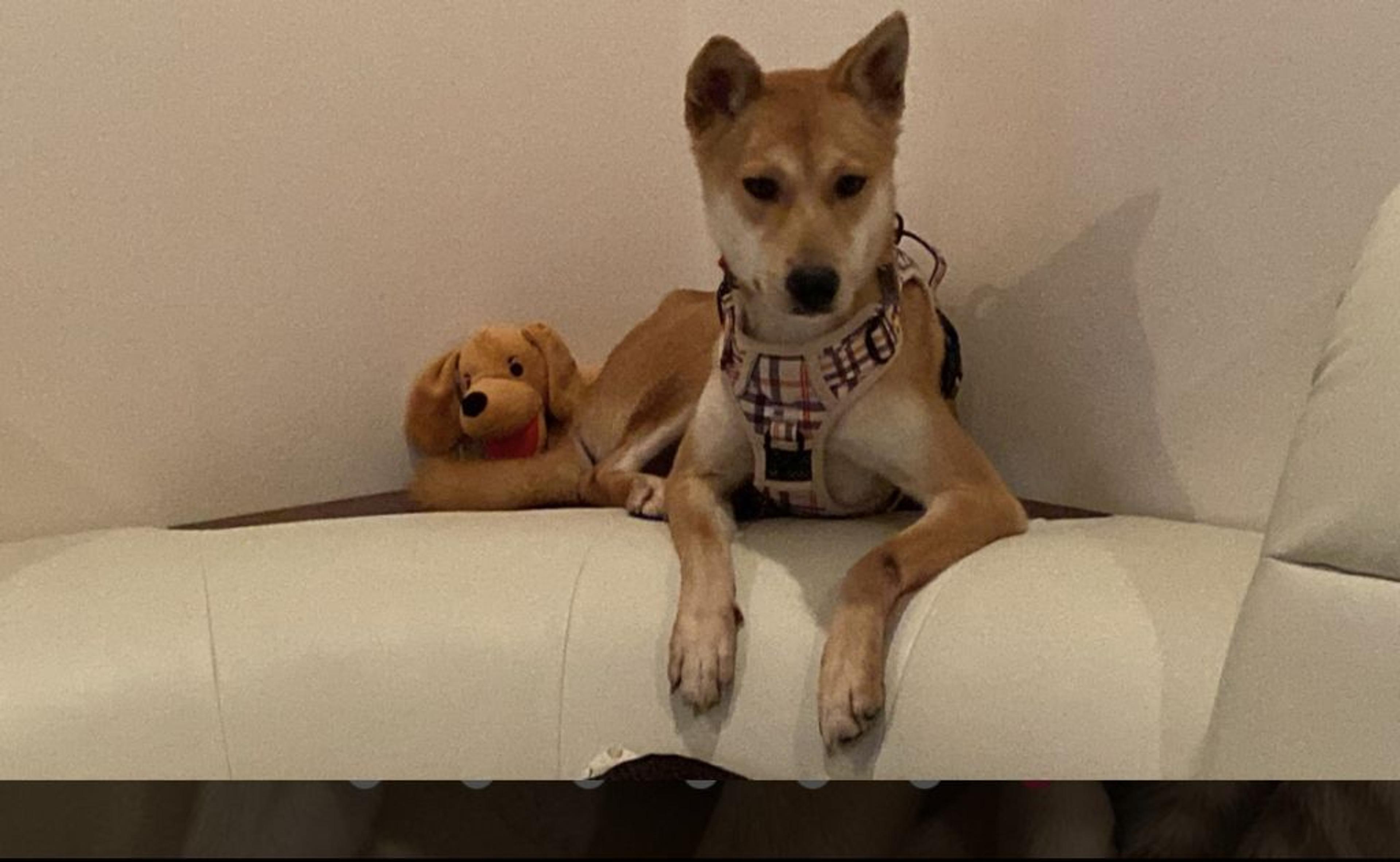 pet-image-5