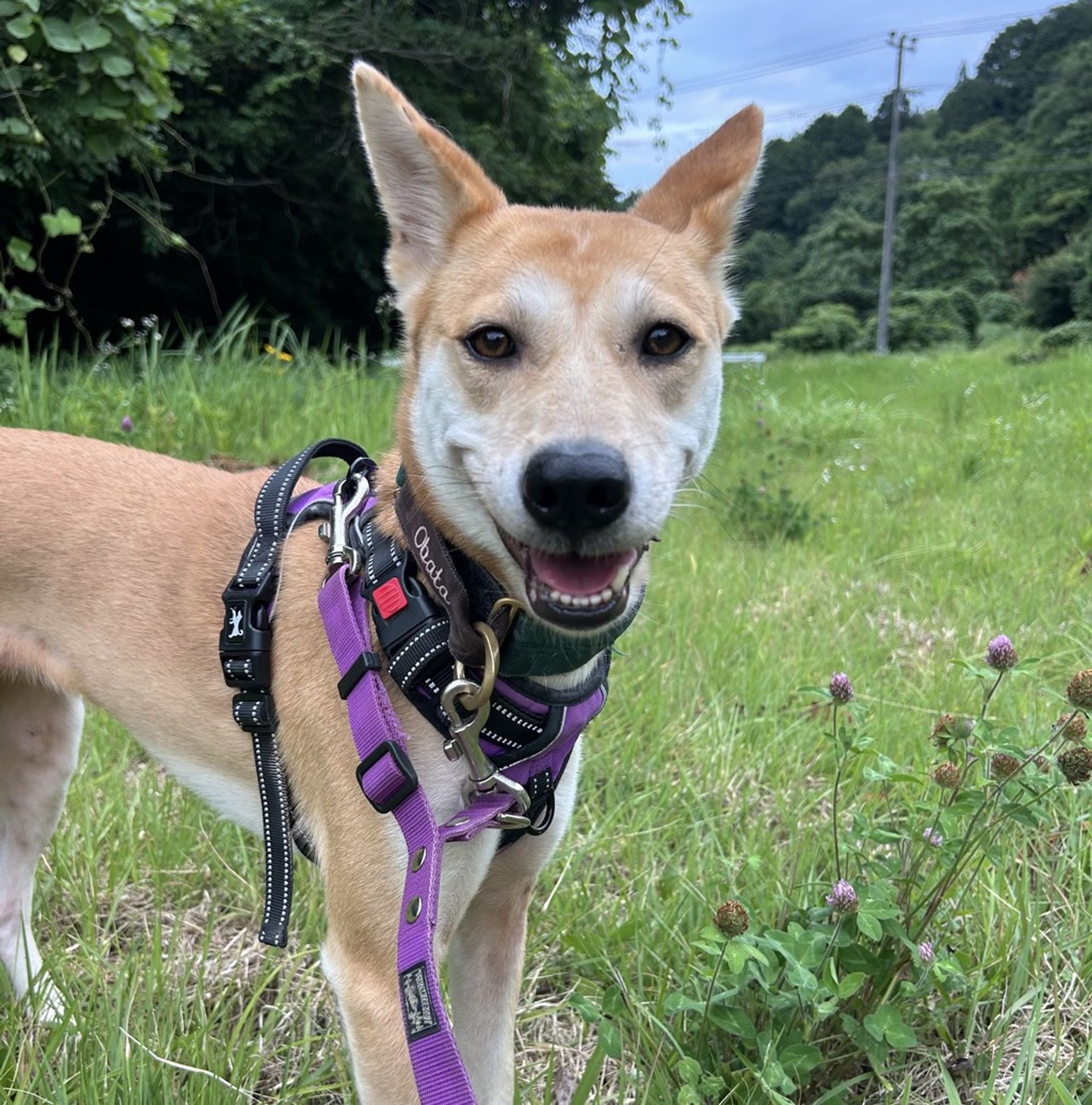 雑種（ミックス犬）・メスの里親募集の写真