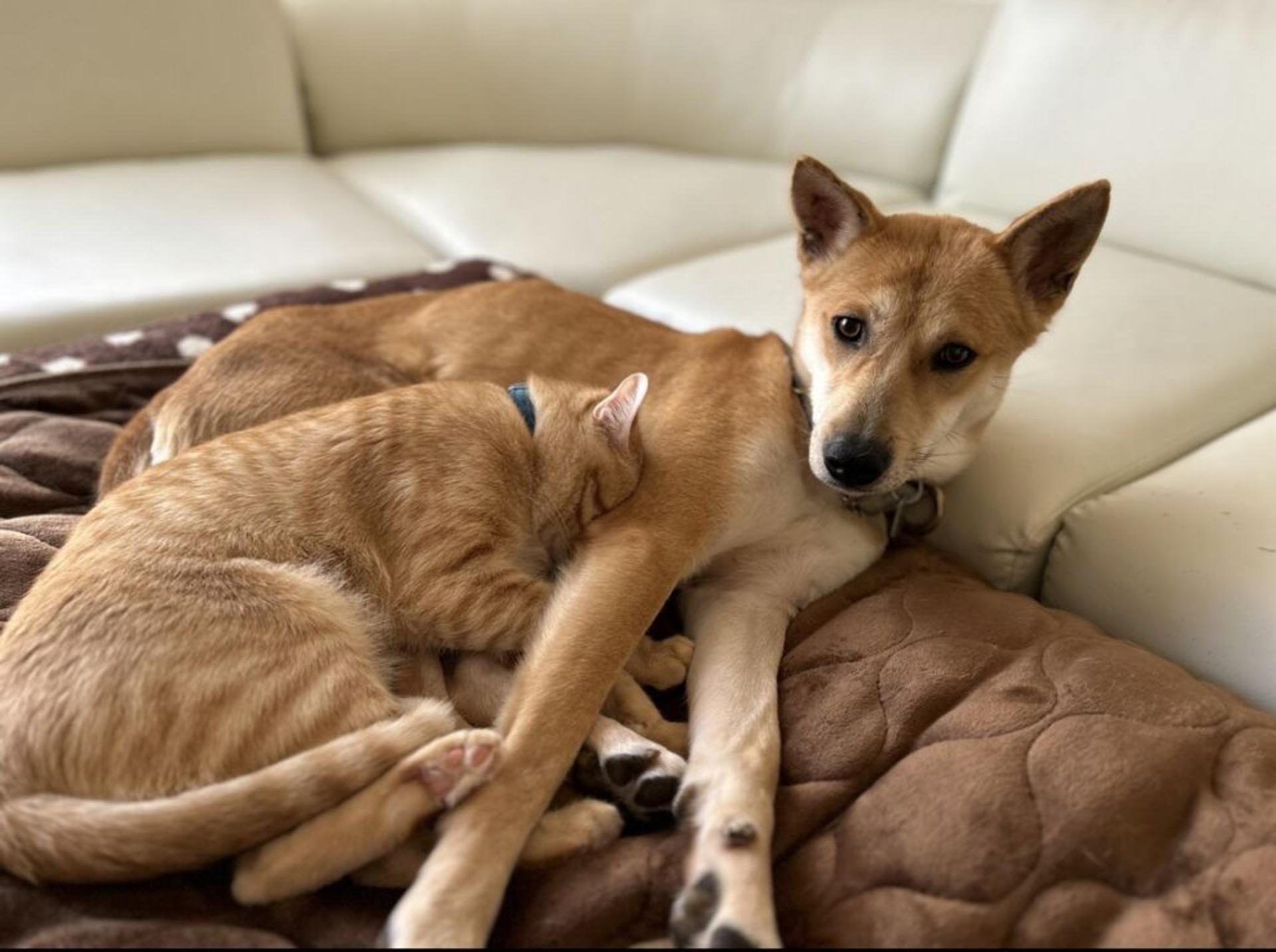 pet-image-4