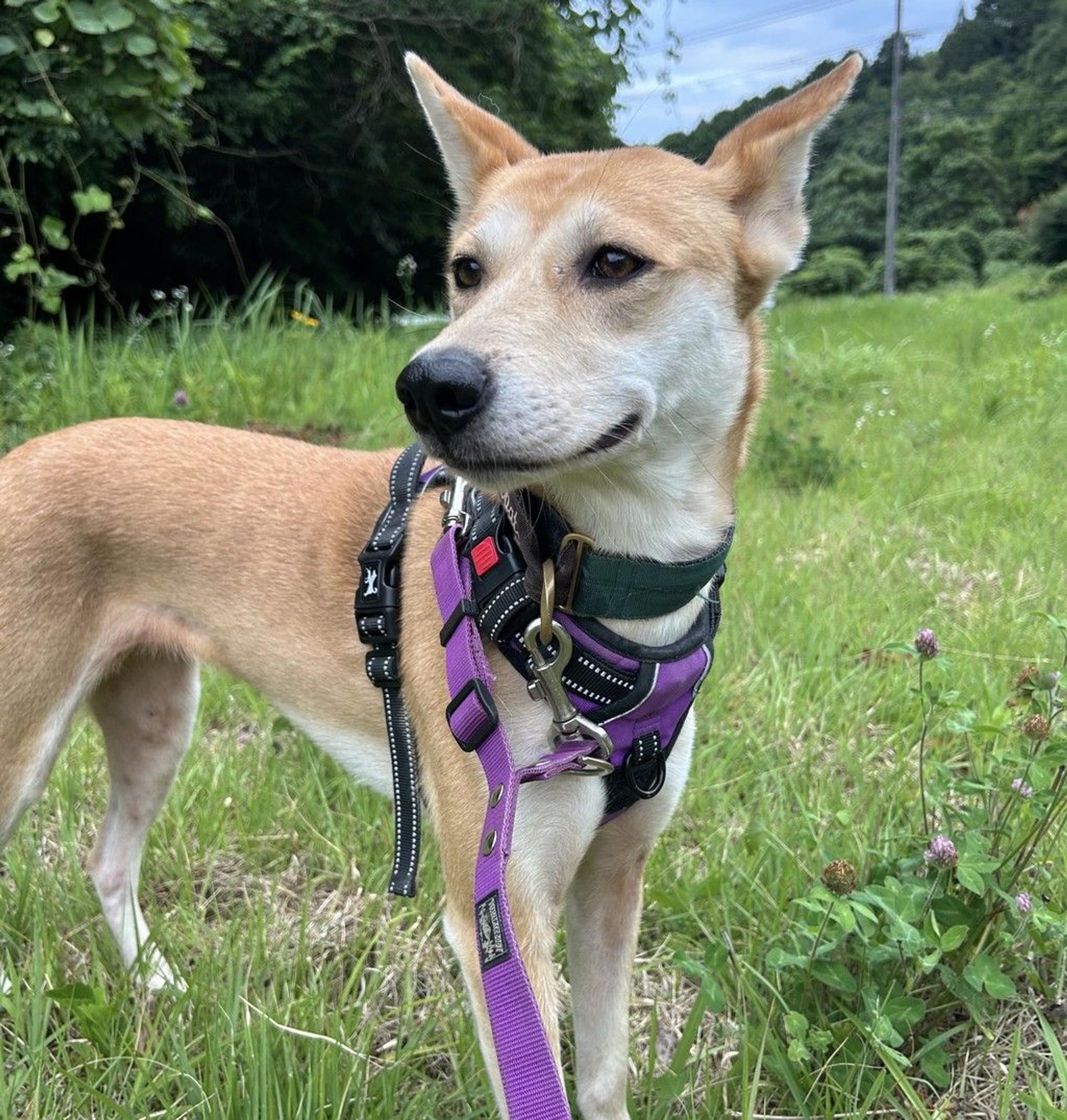 pet-image-9