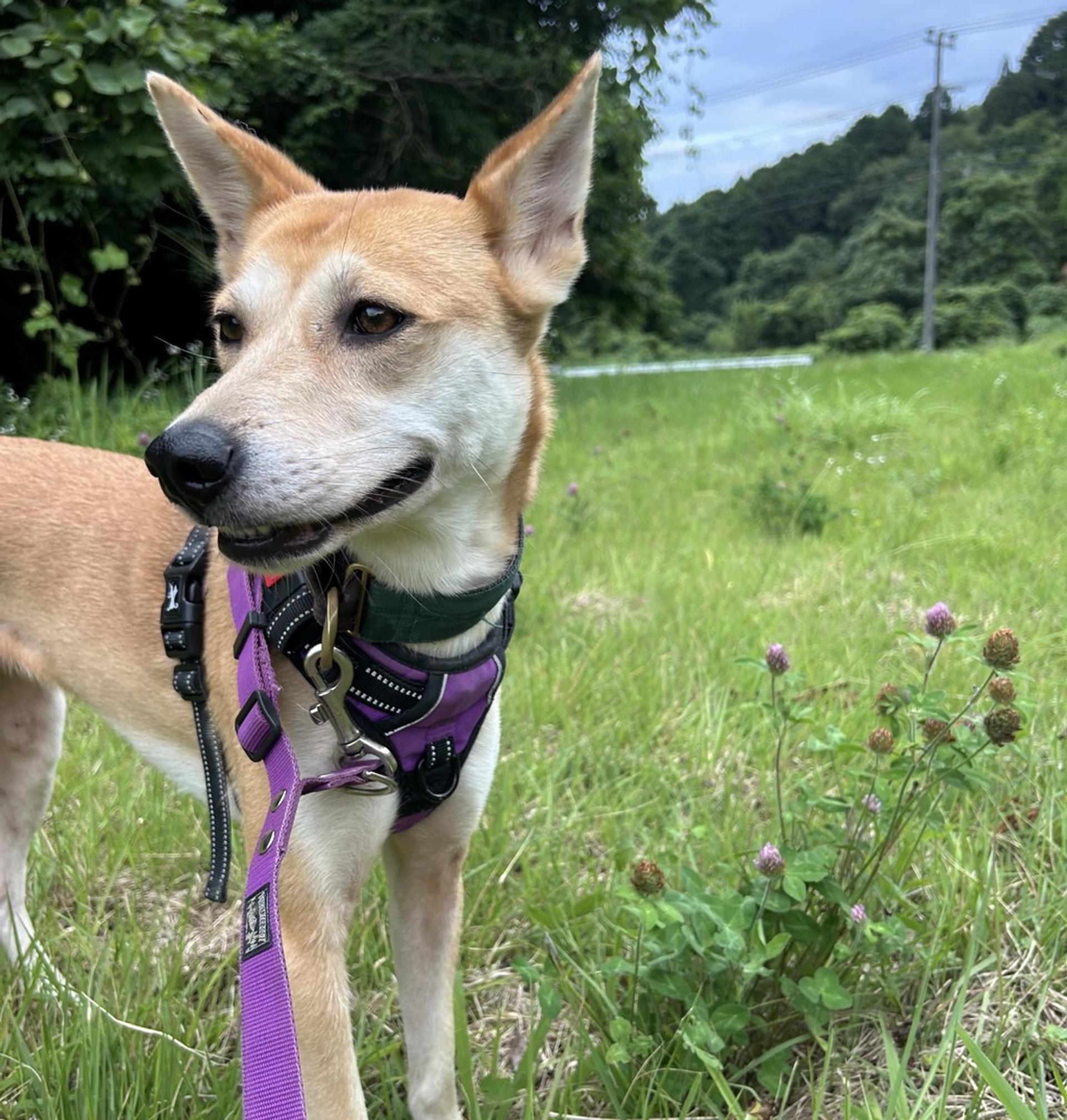 pet-image-10