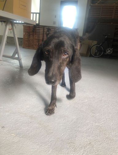 雑種（ミックス犬）・メスの里親募集の写真