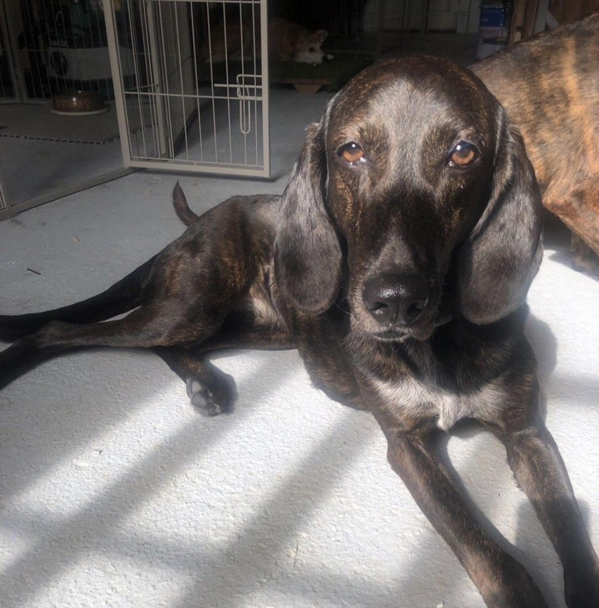 pet-image-2