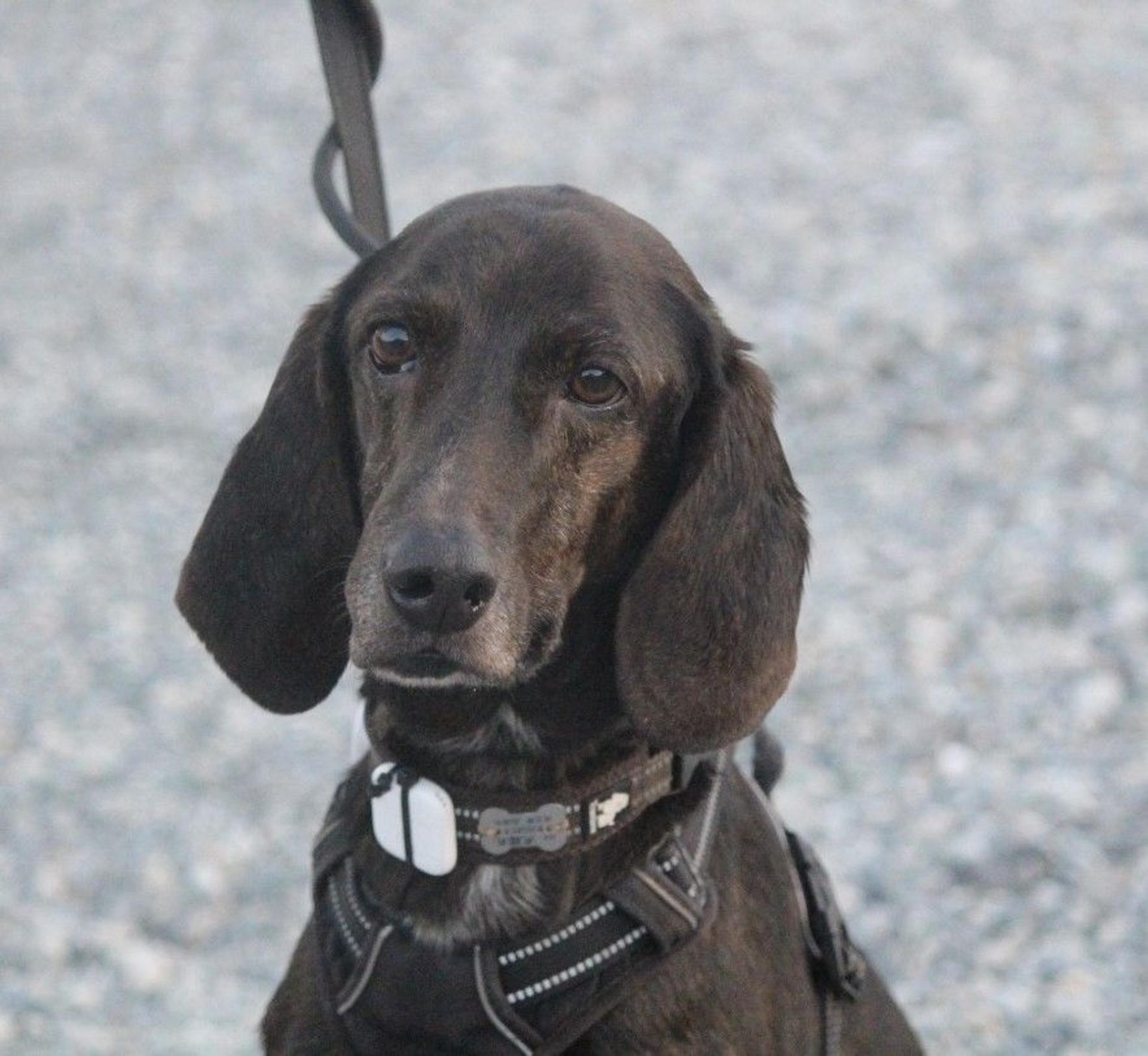 pet-image-6