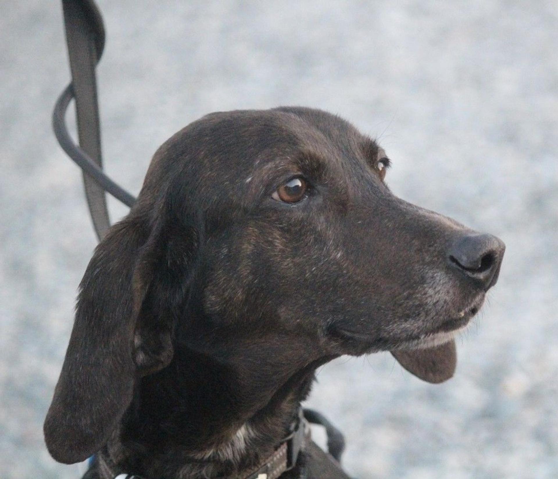 pet-image-8