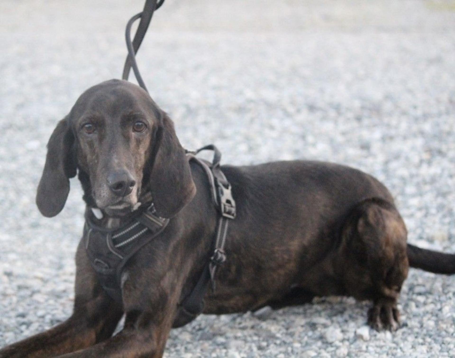 pet-image-9