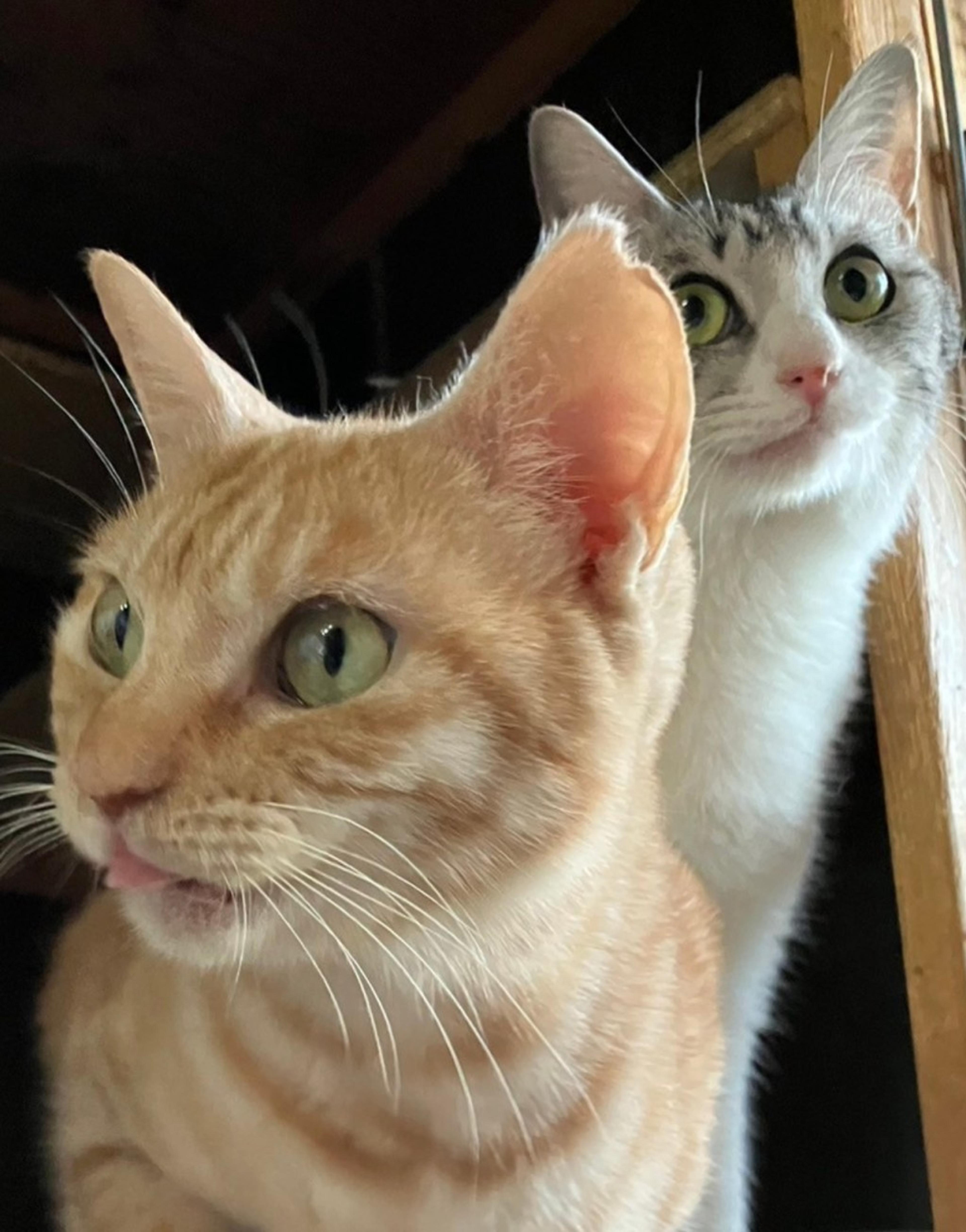 pet-image-5