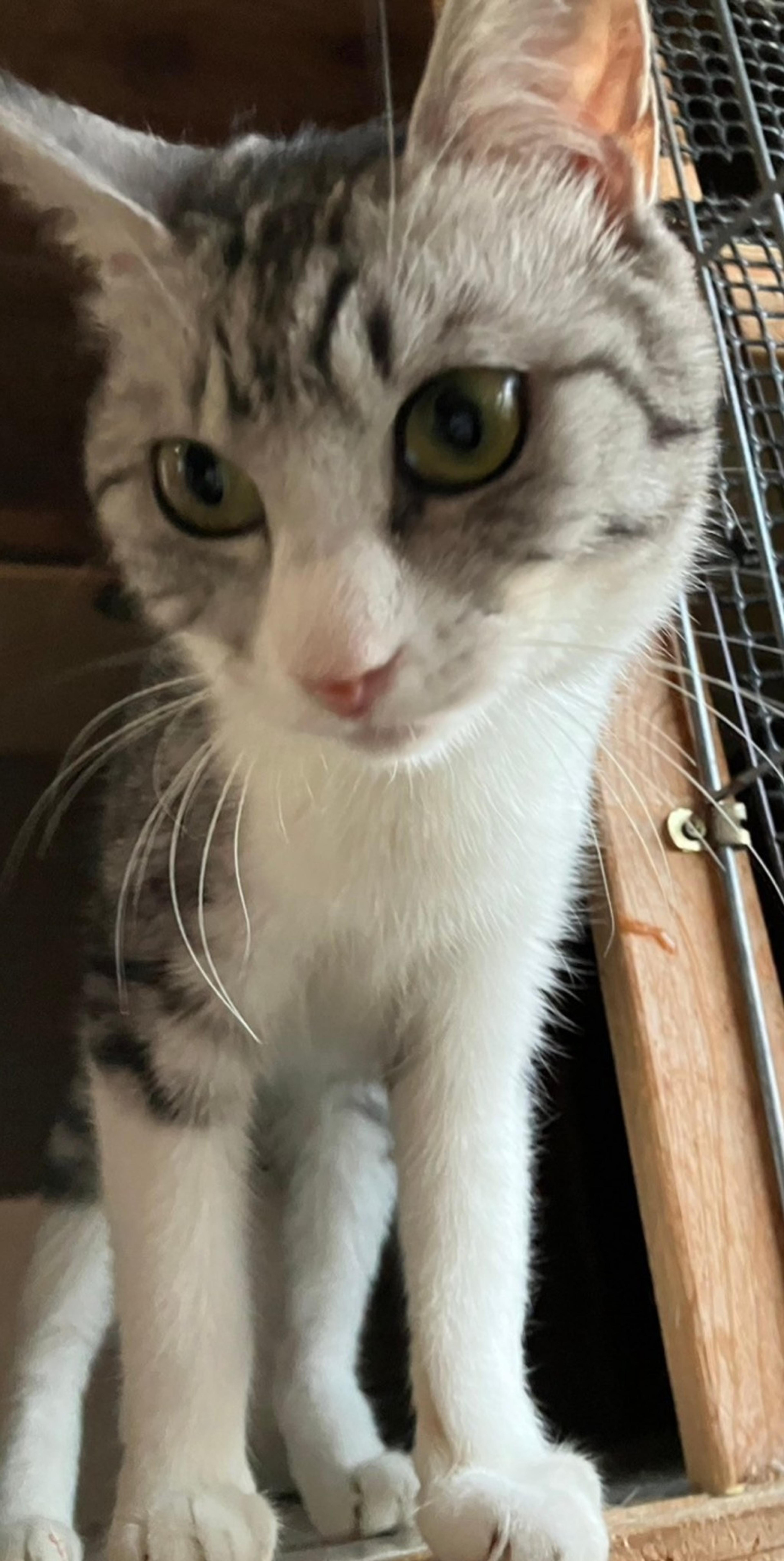 pet-image-3