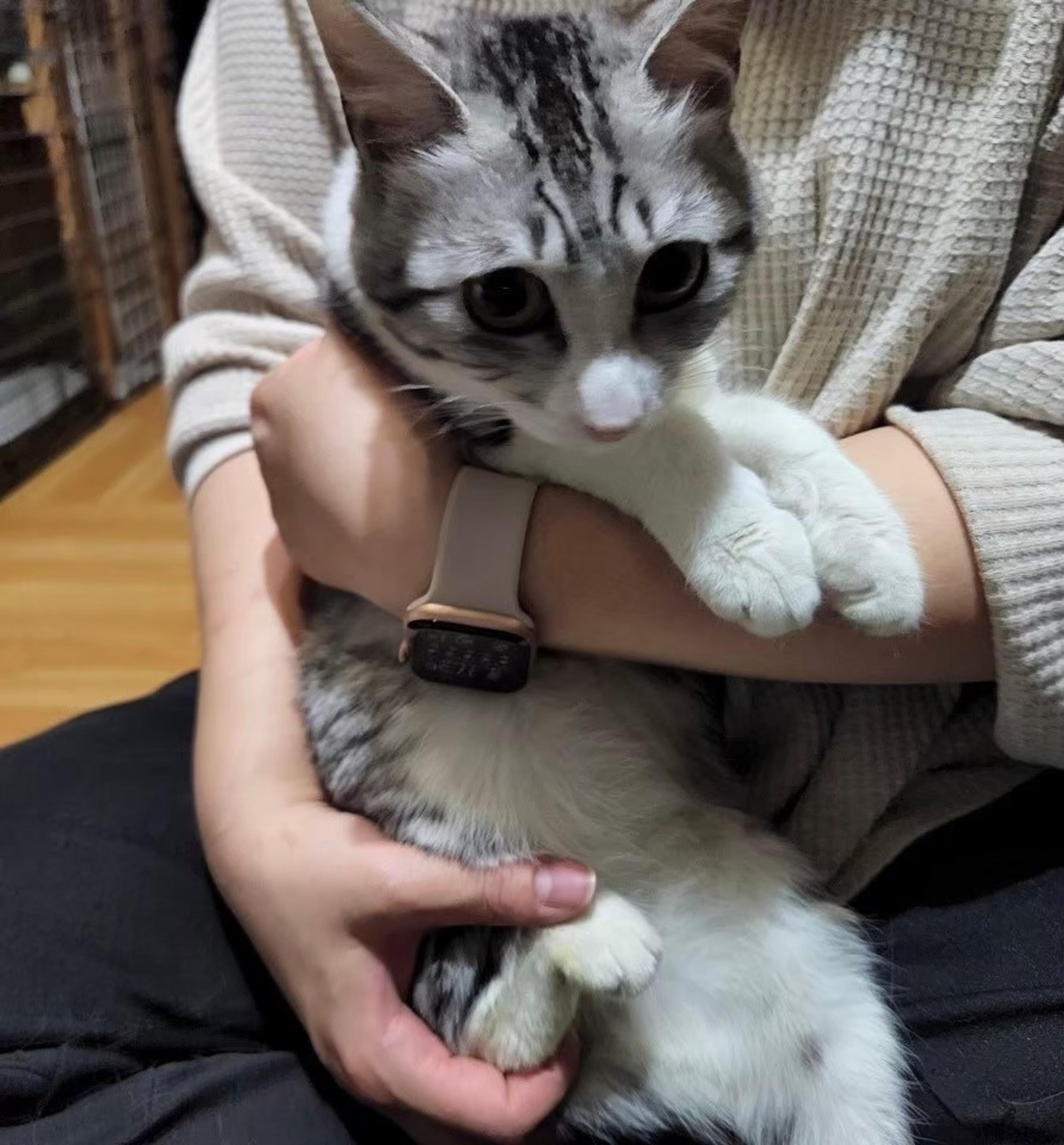 pet-image-4