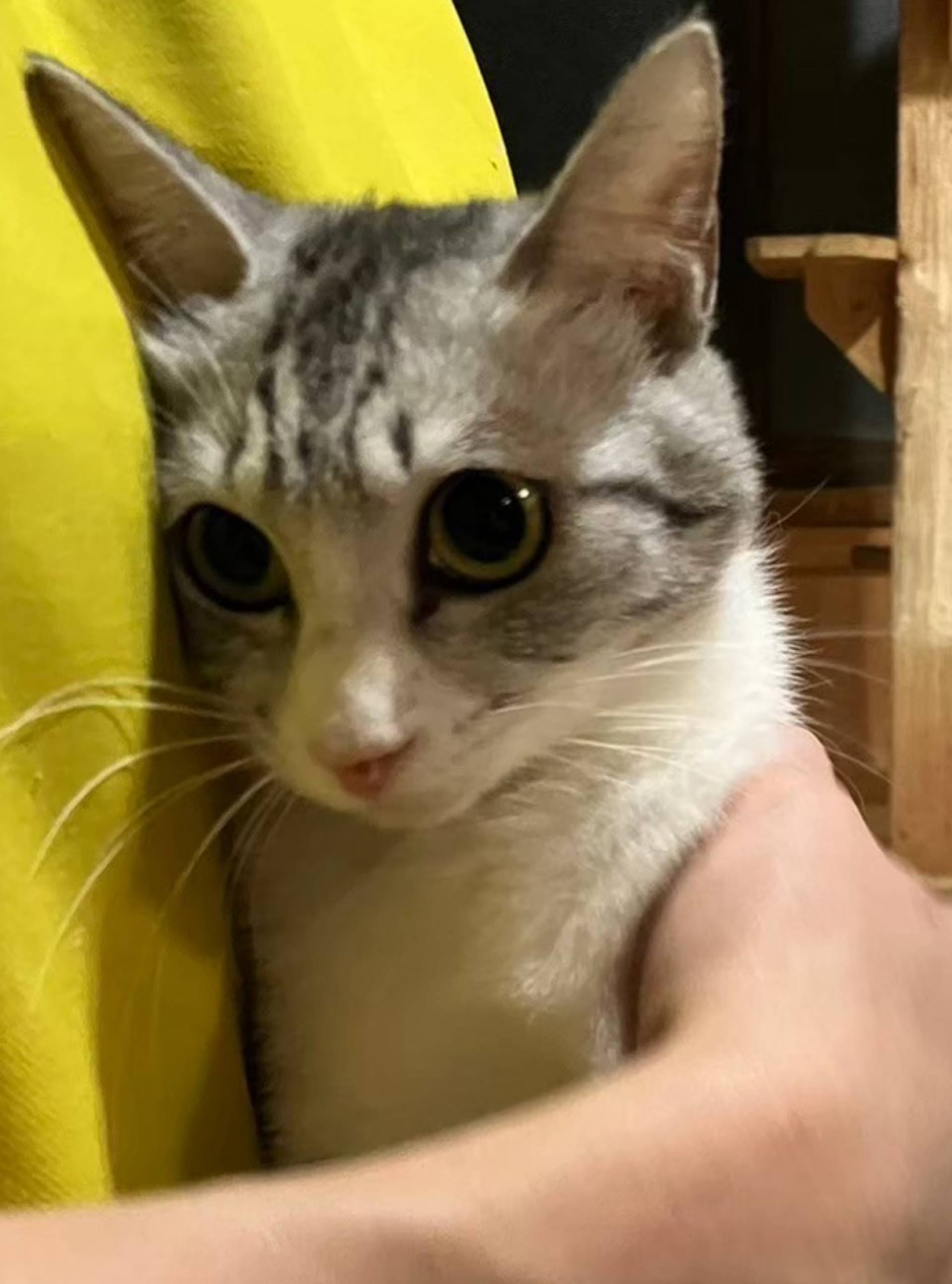 雑種（ミックス猫）・メスの里親募集の写真