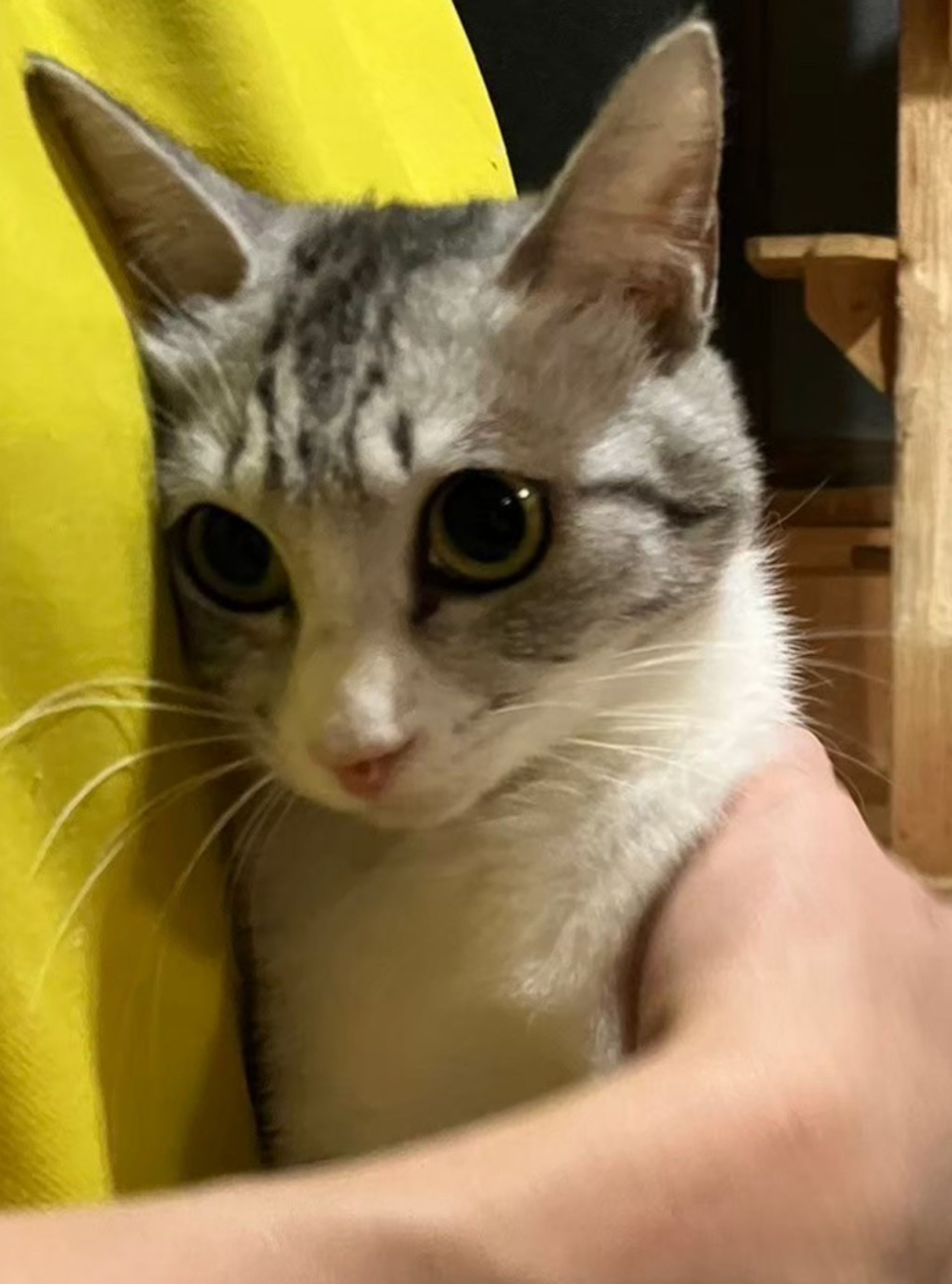 雑種（ミックス猫）・メスの里親募集の写真