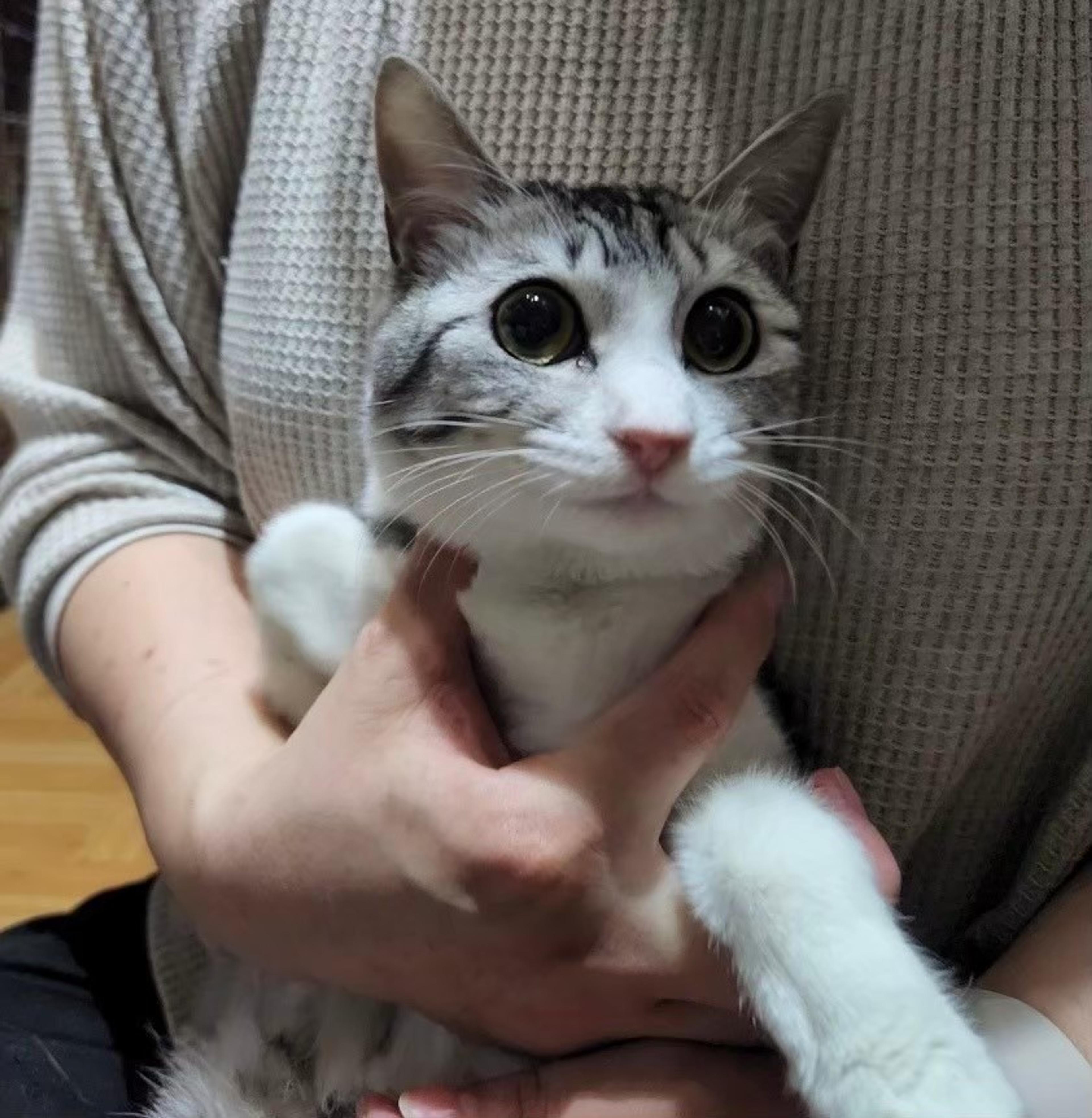 pet-image-2