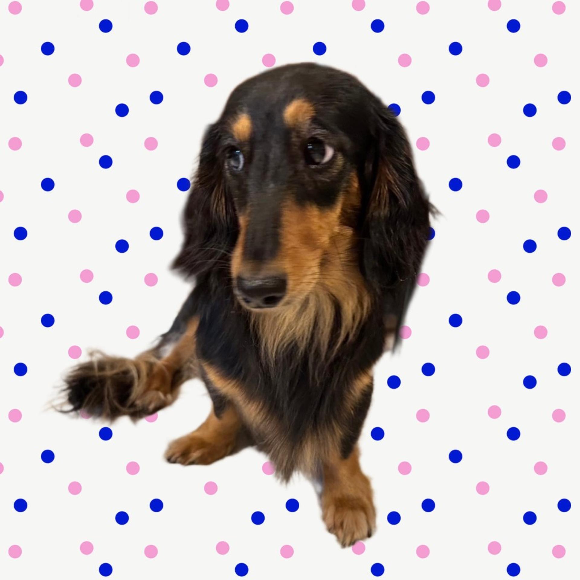 pet-image-2