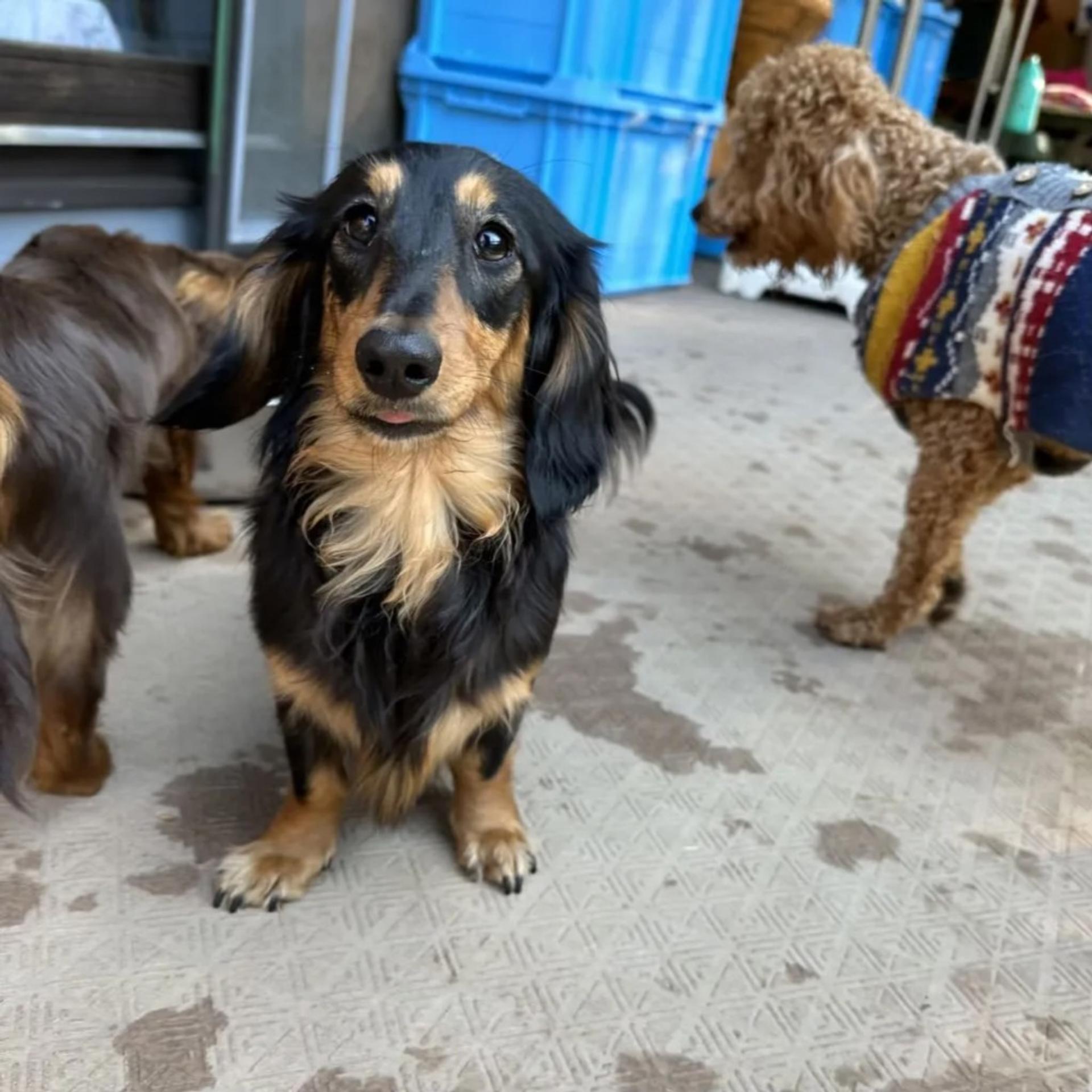 pet-image-3
