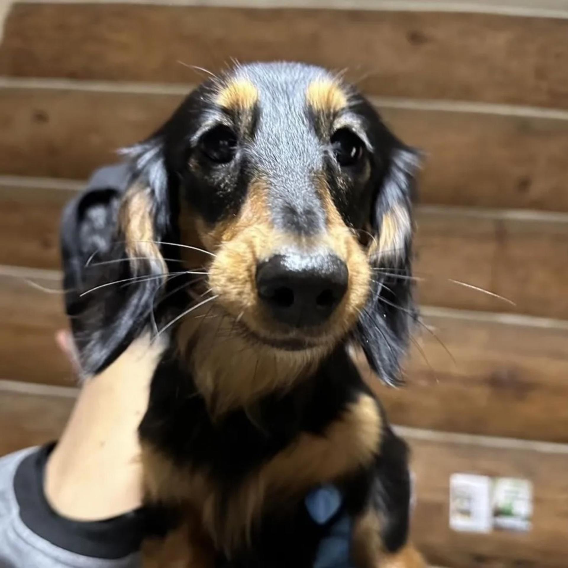 pet-image-4