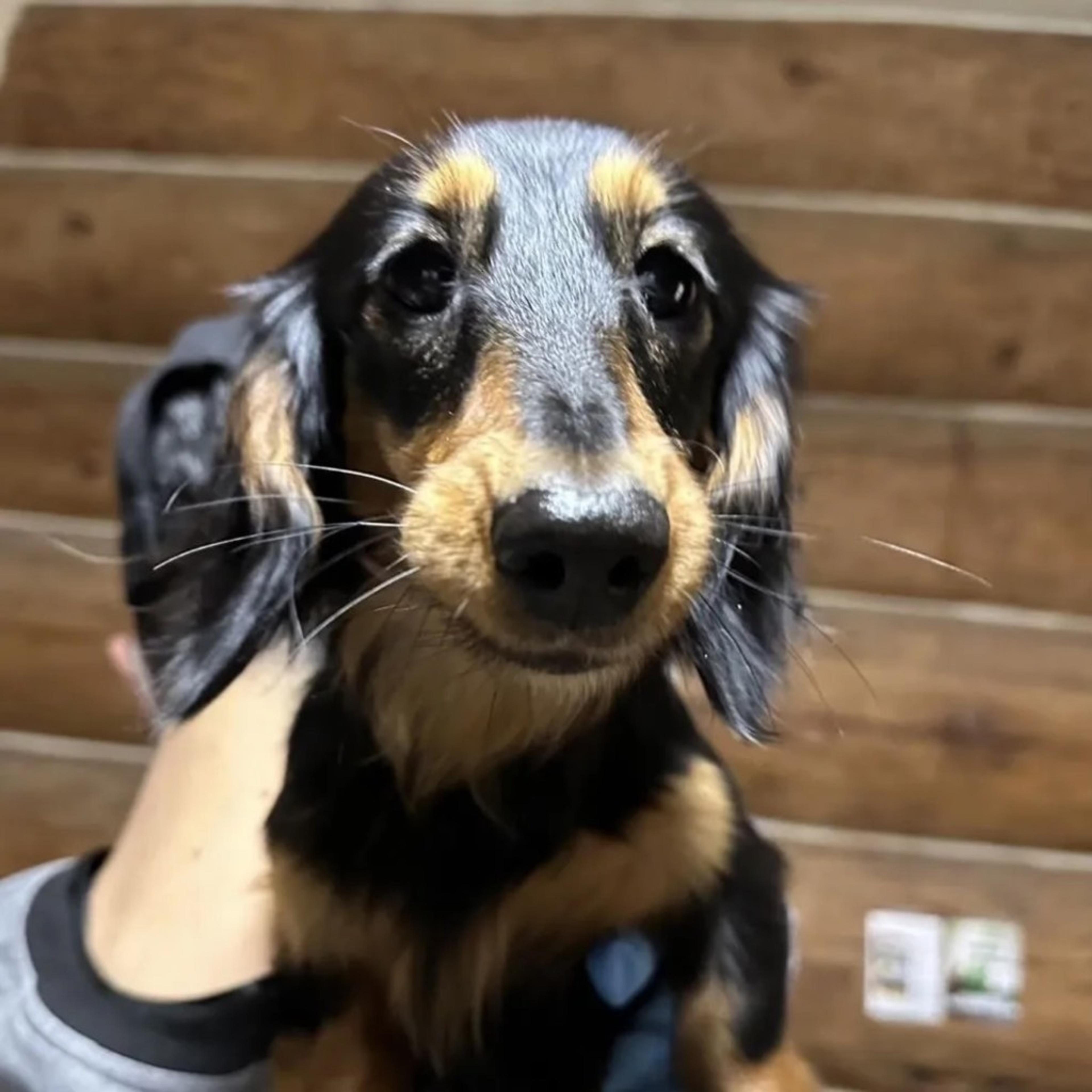 pet-image-4
