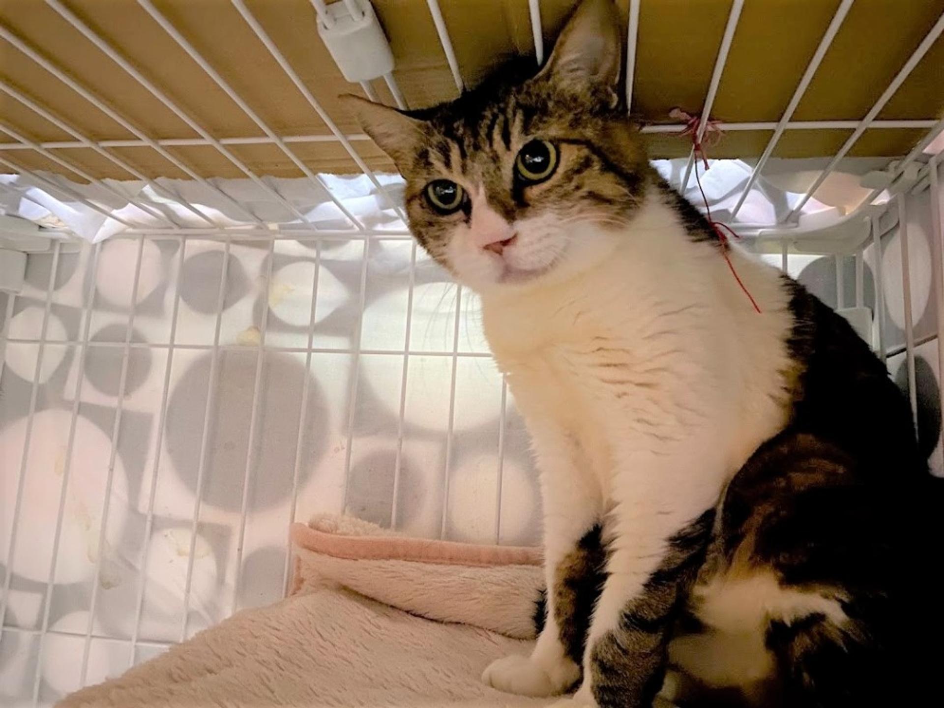 pet-image-3