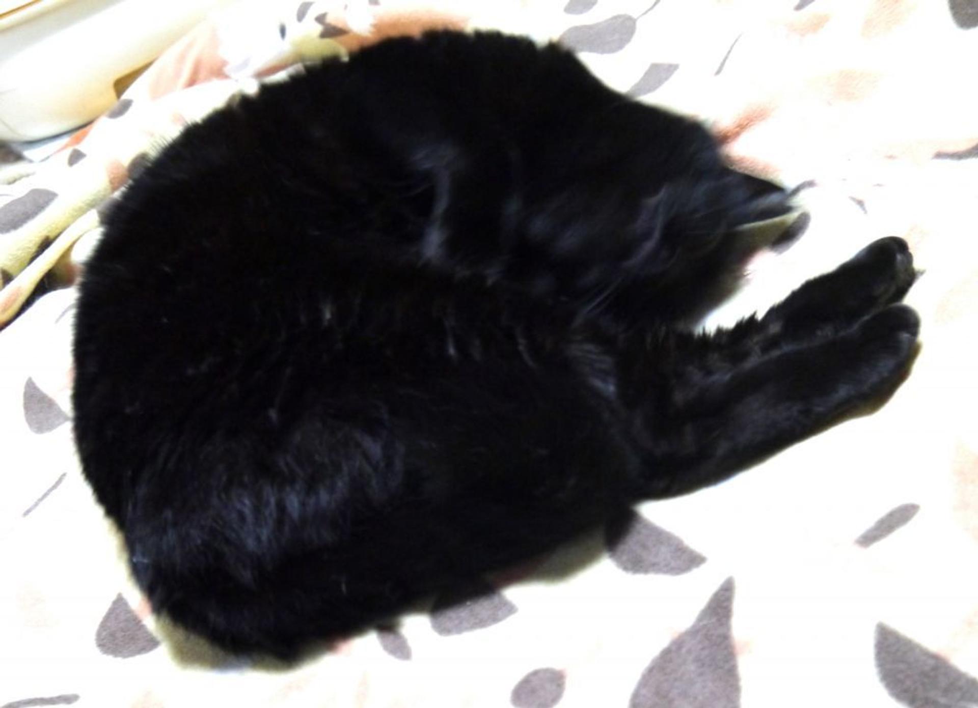 pet-image-7
