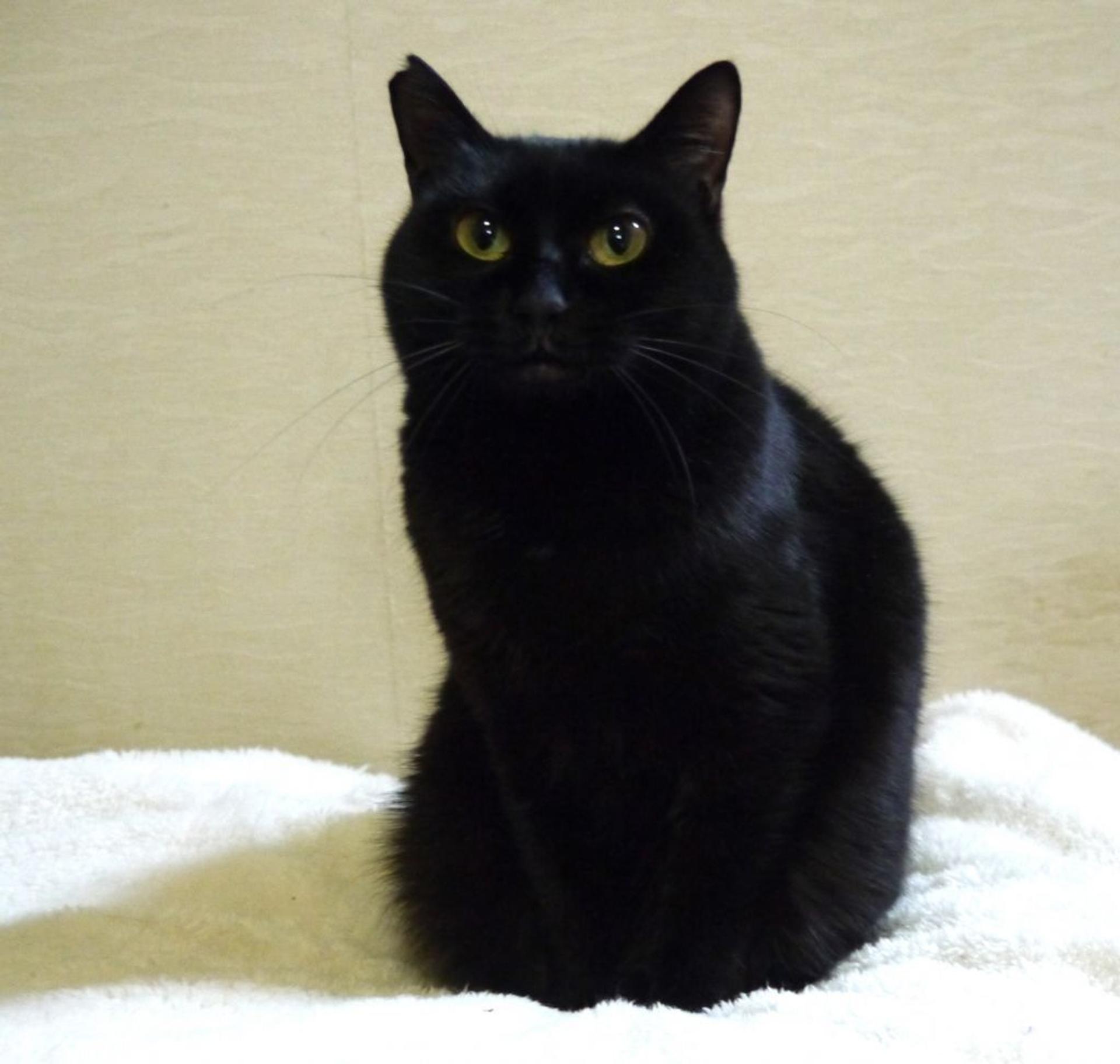pet-image-5