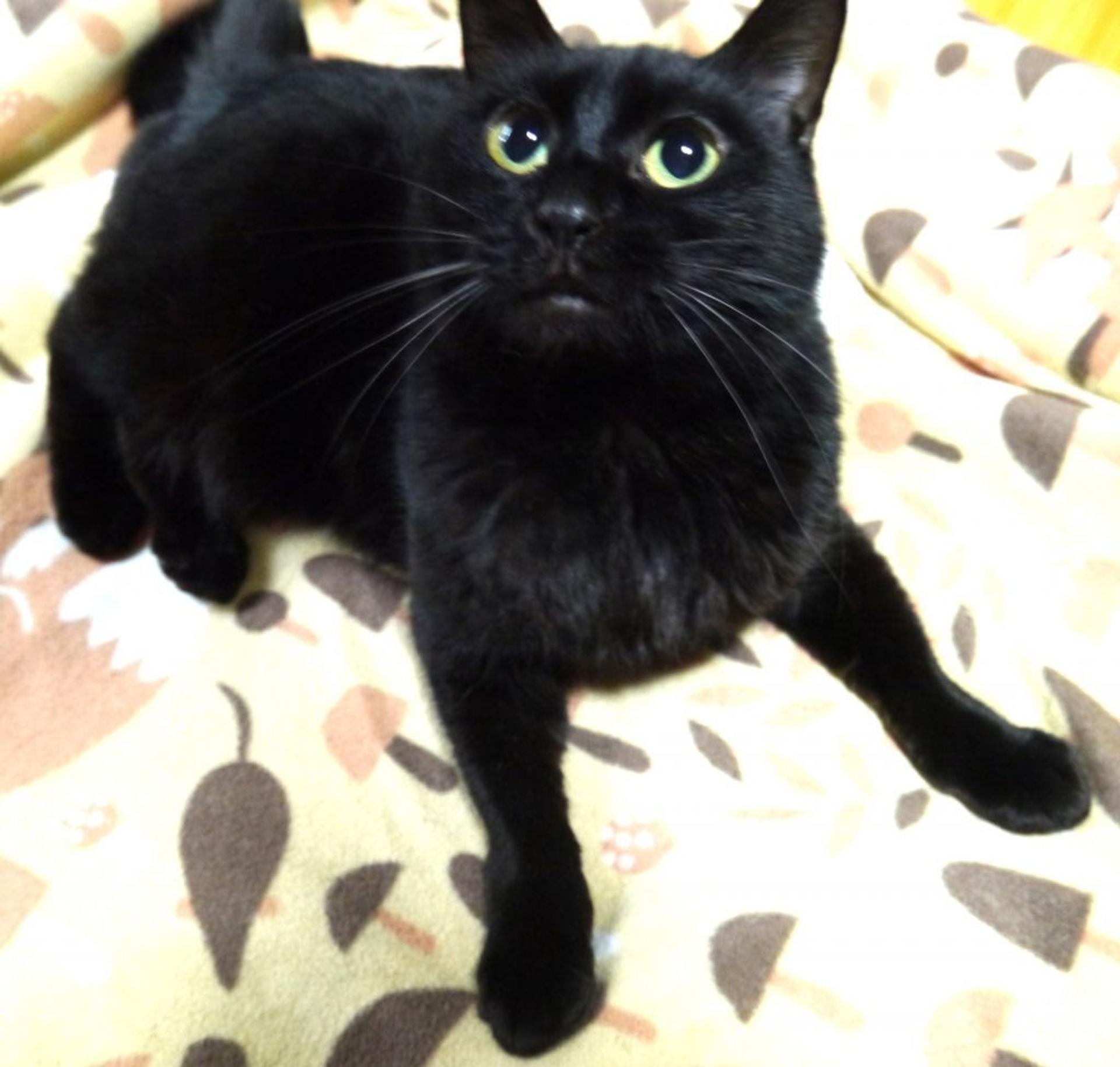 pet-image-4