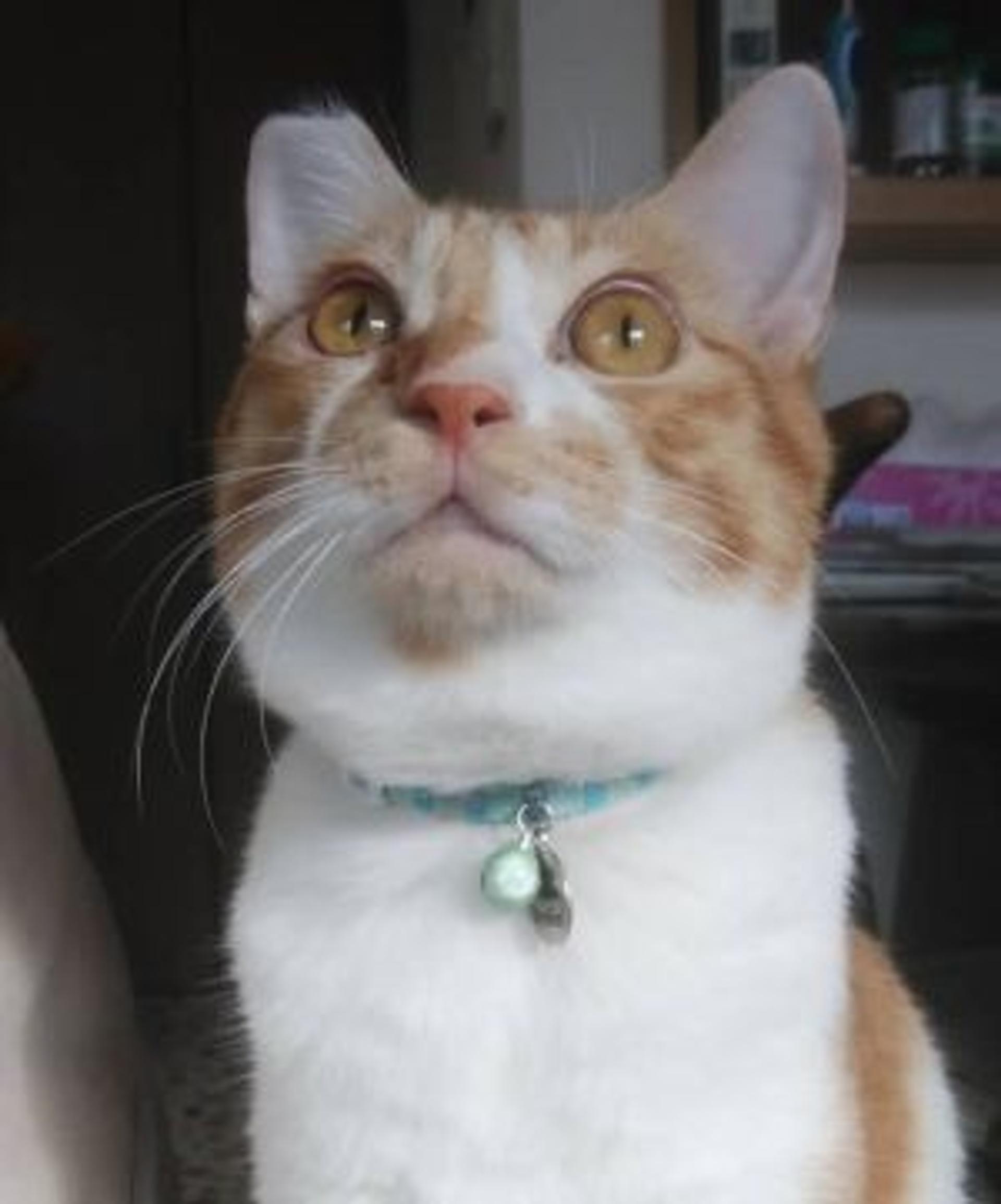 pet-image-3