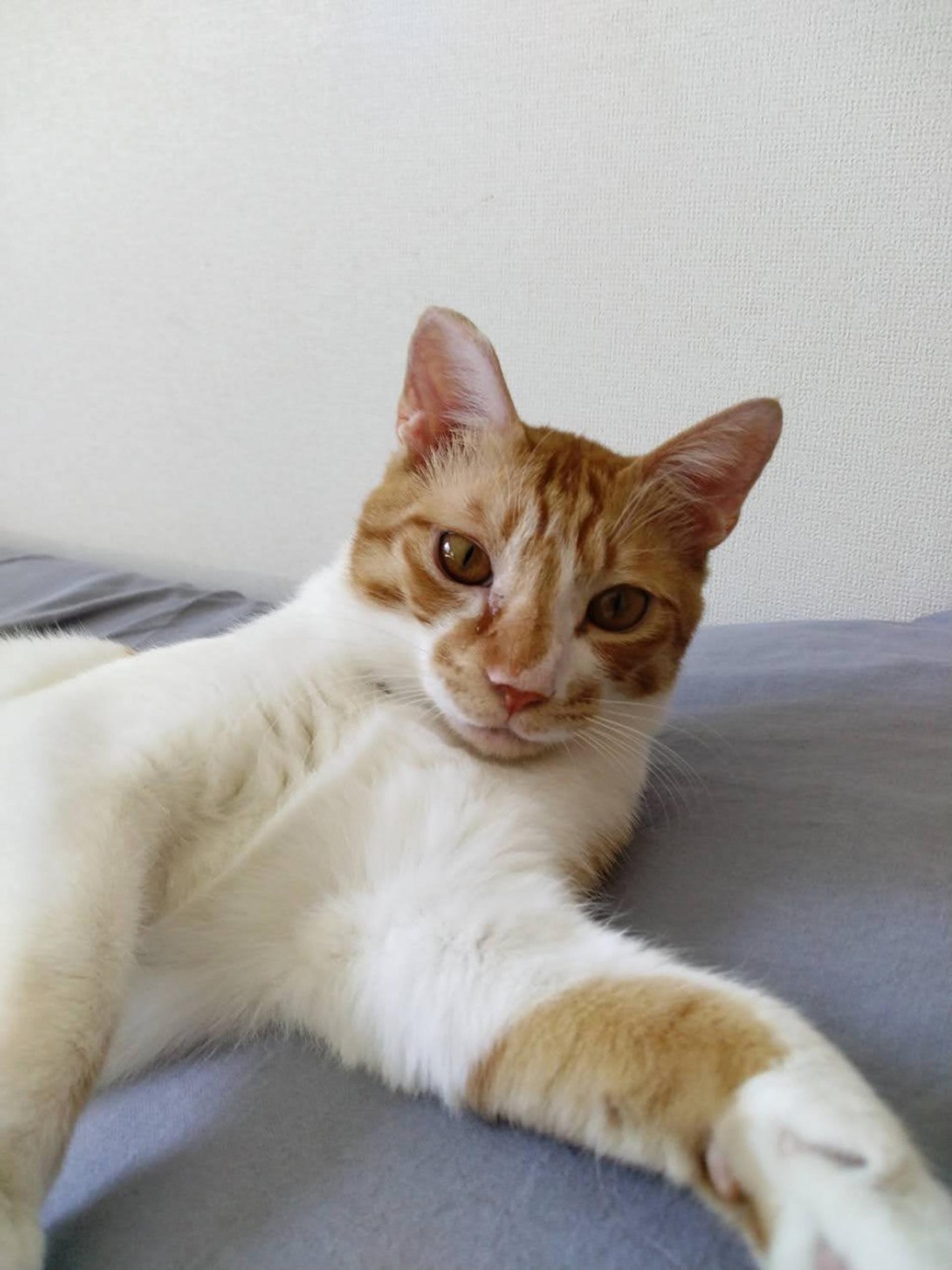 pet-image-4