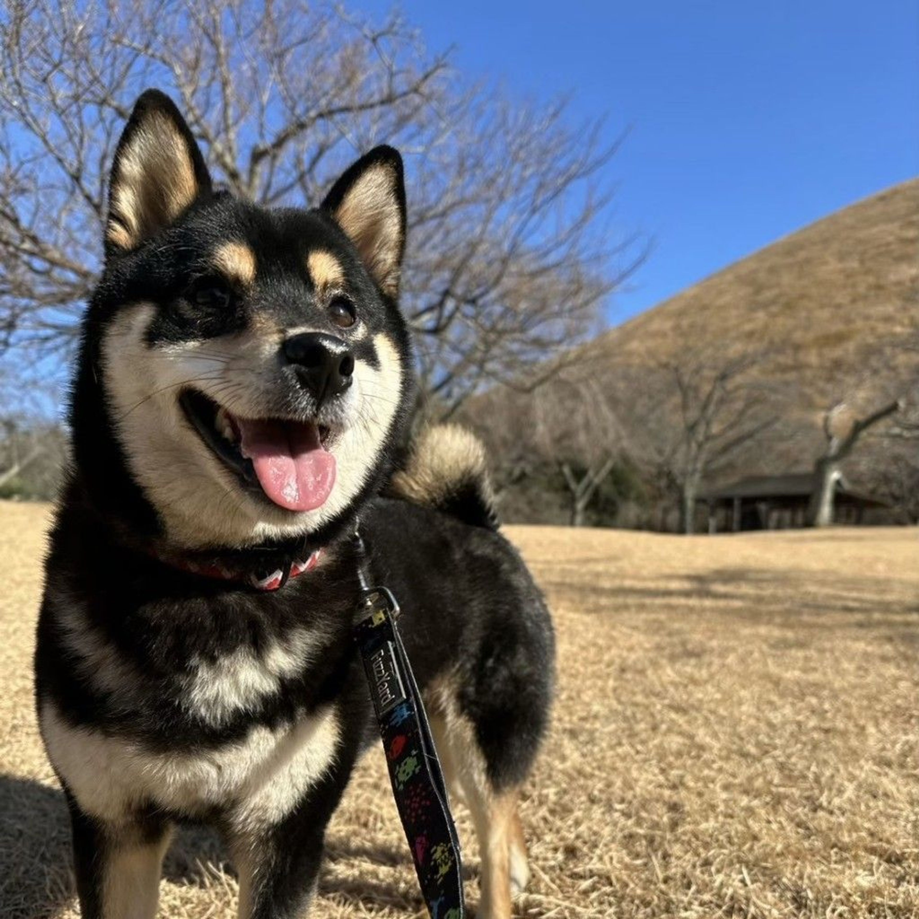 柴犬・オスの里親募集の写真