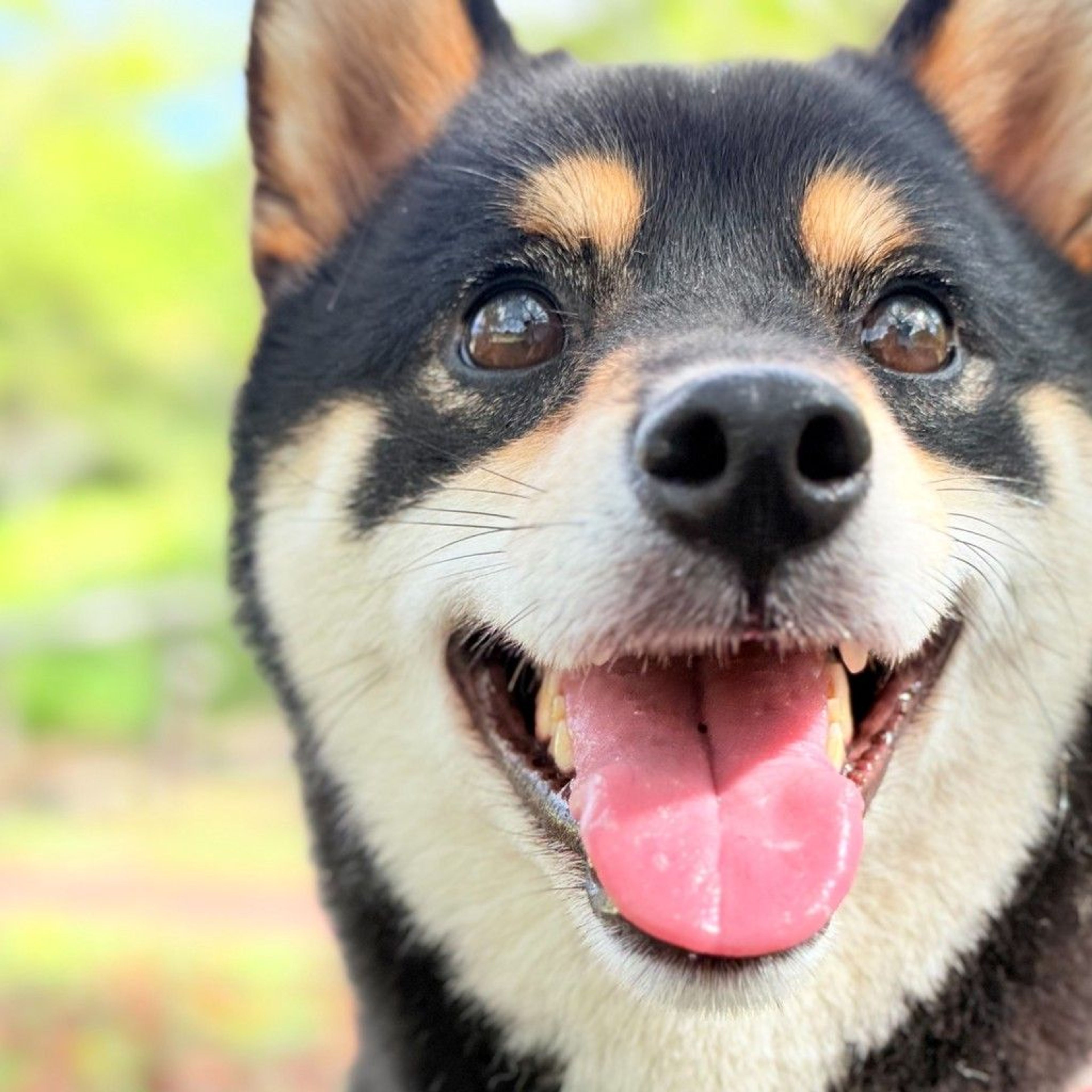 柴犬・オスの里親募集の写真