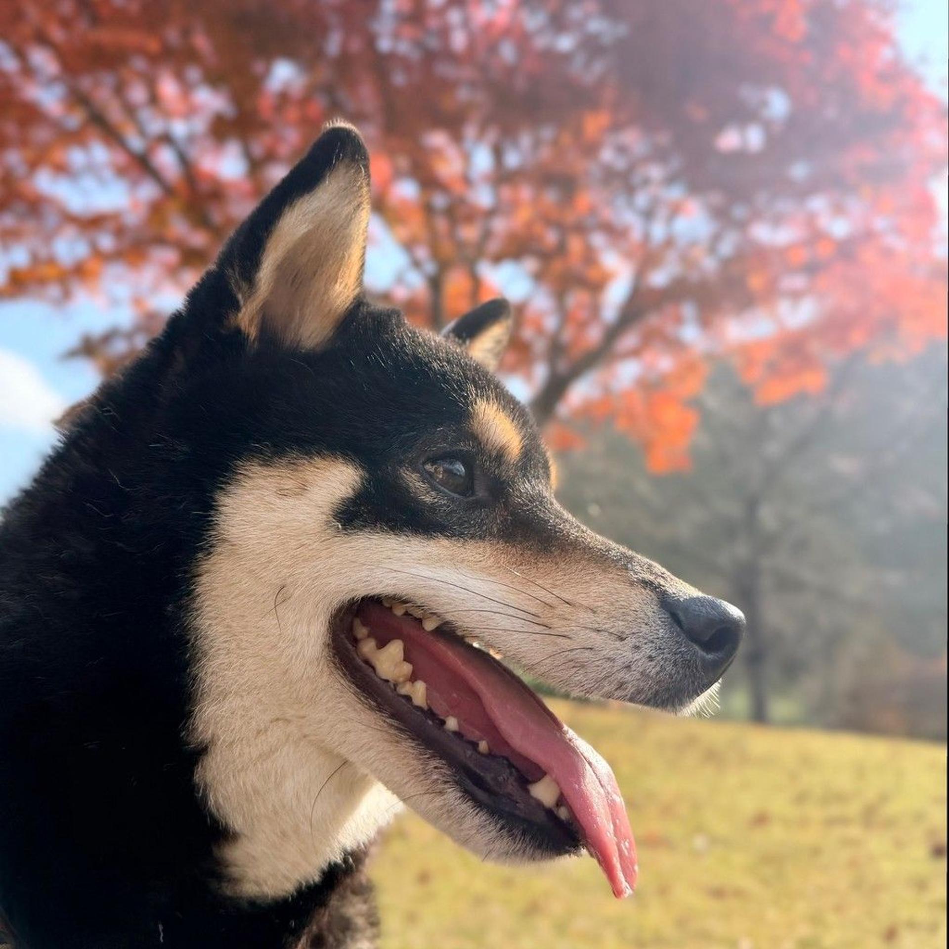 pet-image-4