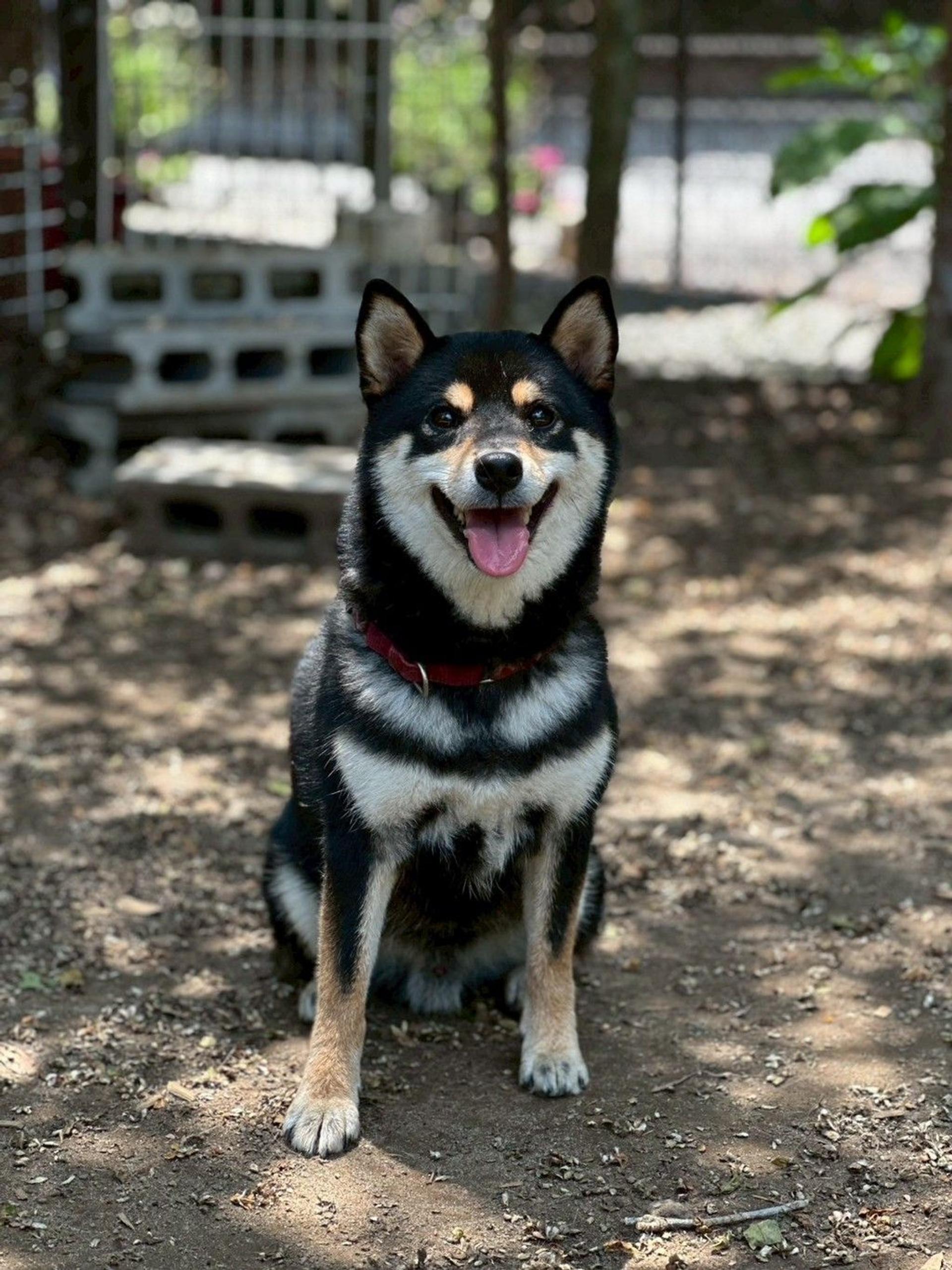 pet-image-7