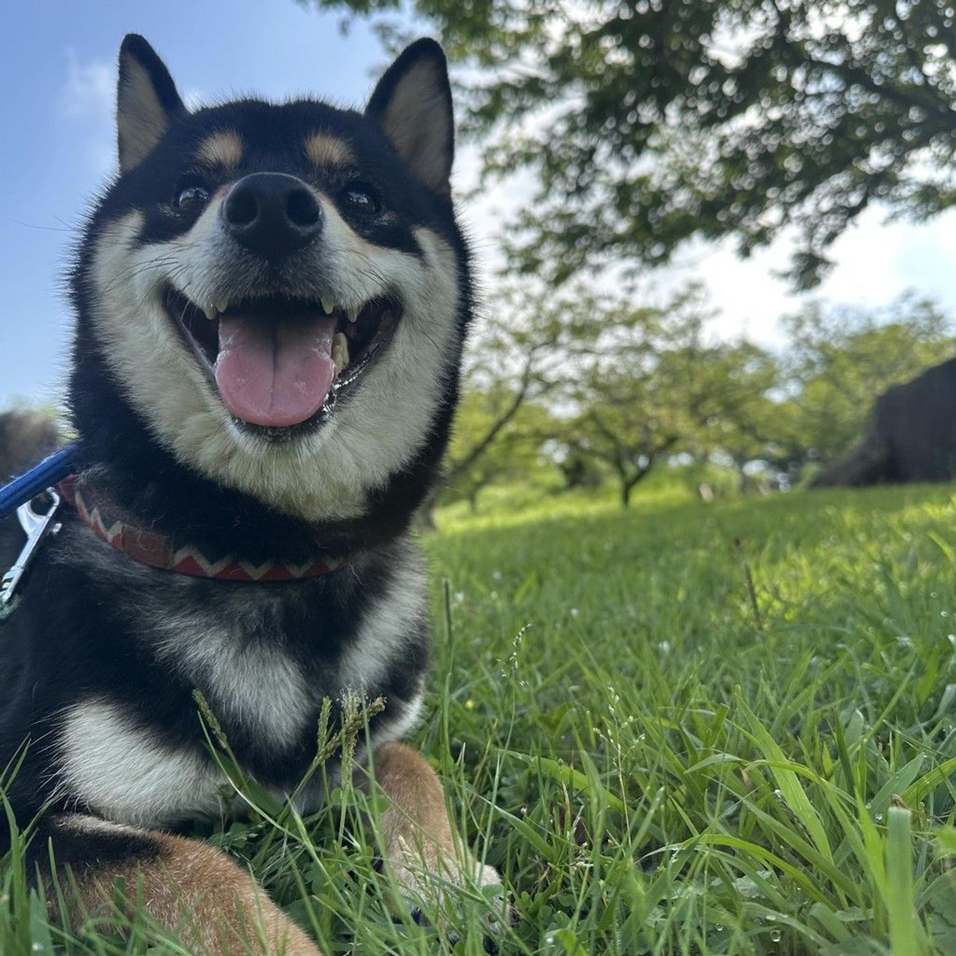 pet-image-8