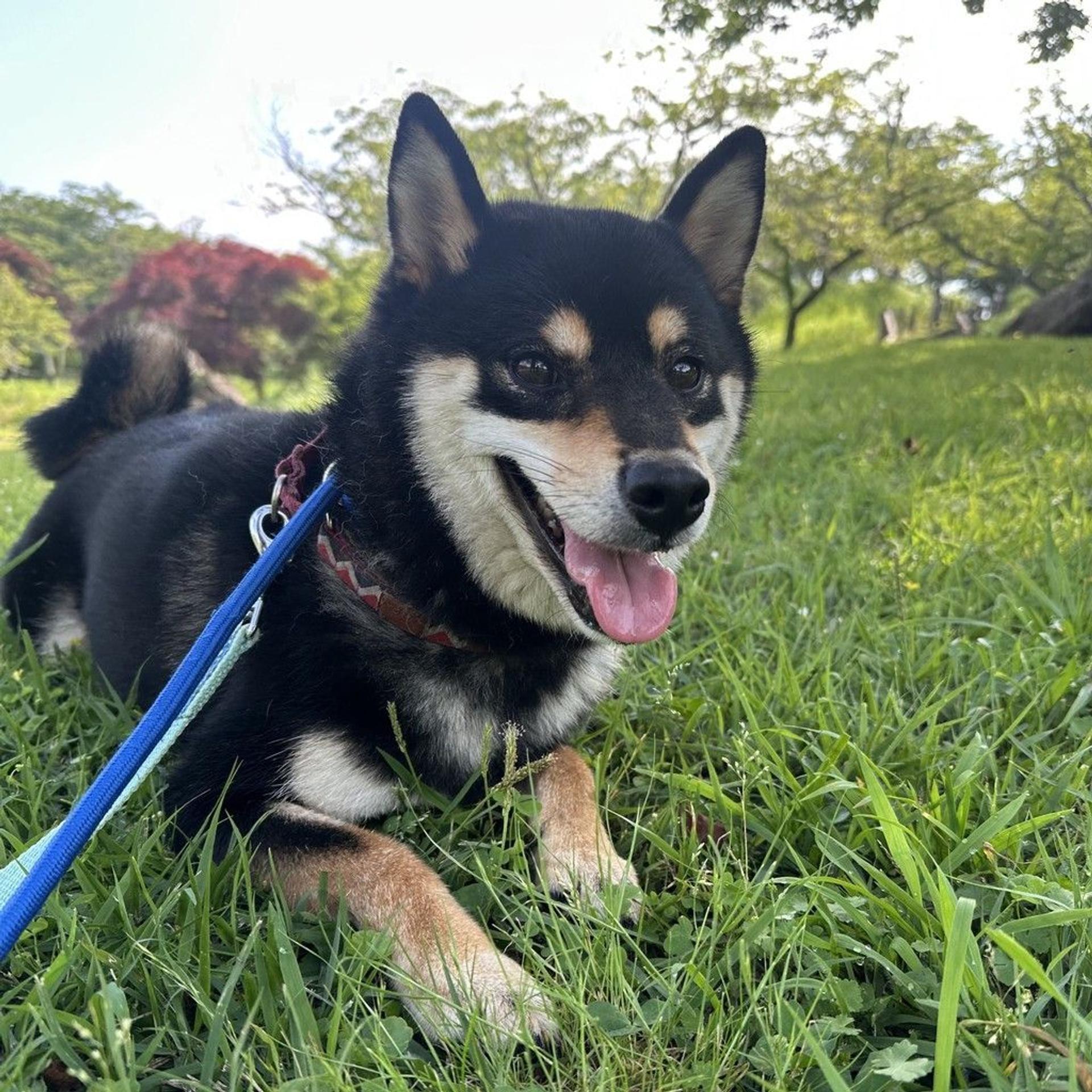 pet-image-9