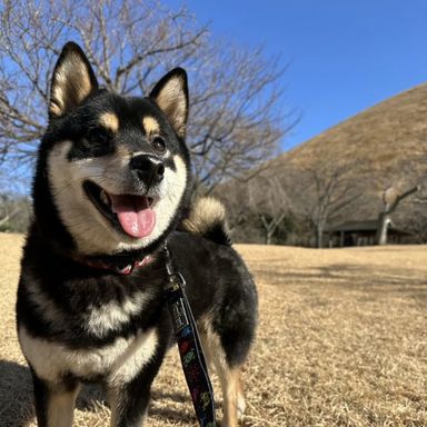 ありこと