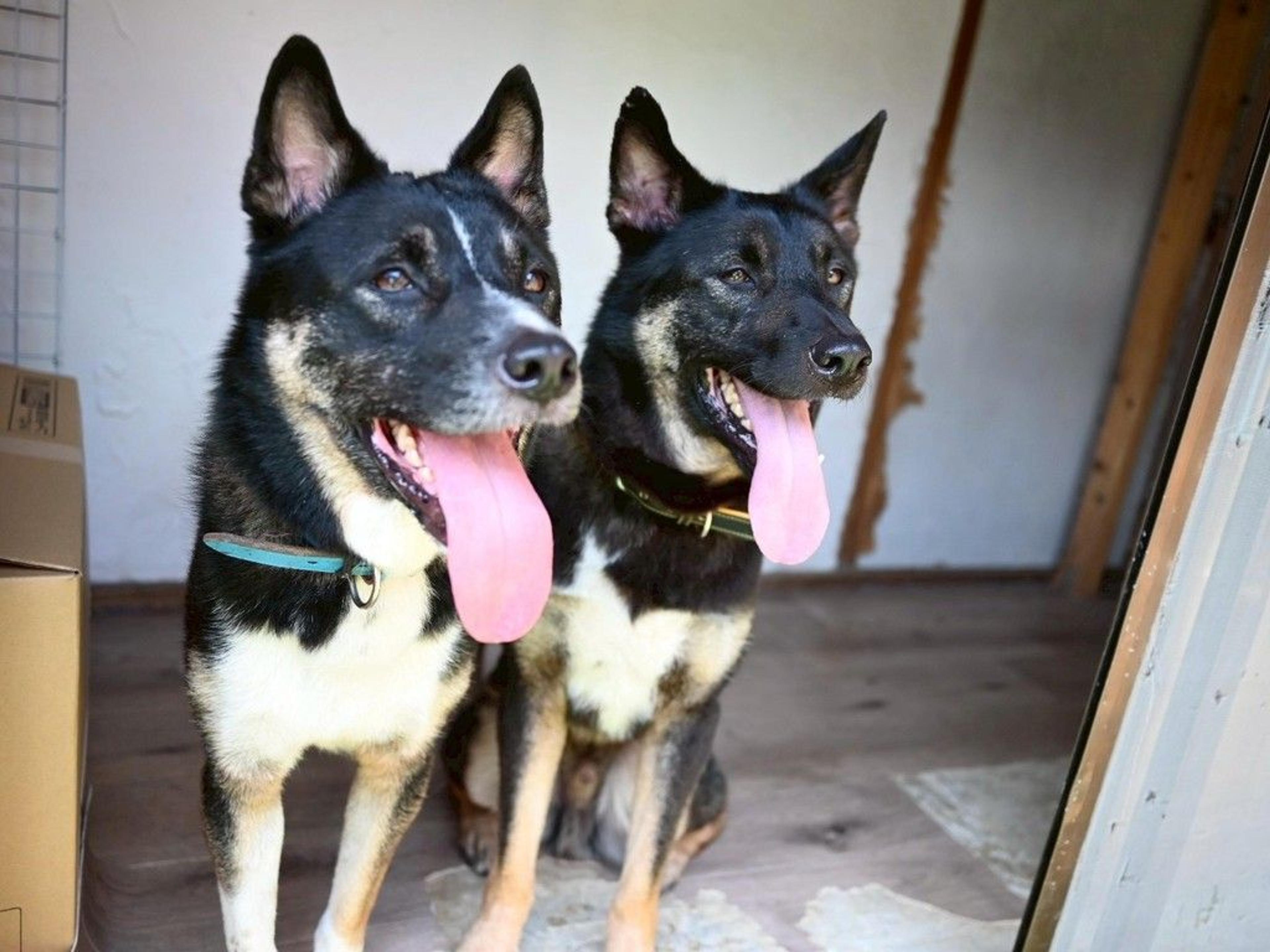 pet-image-4