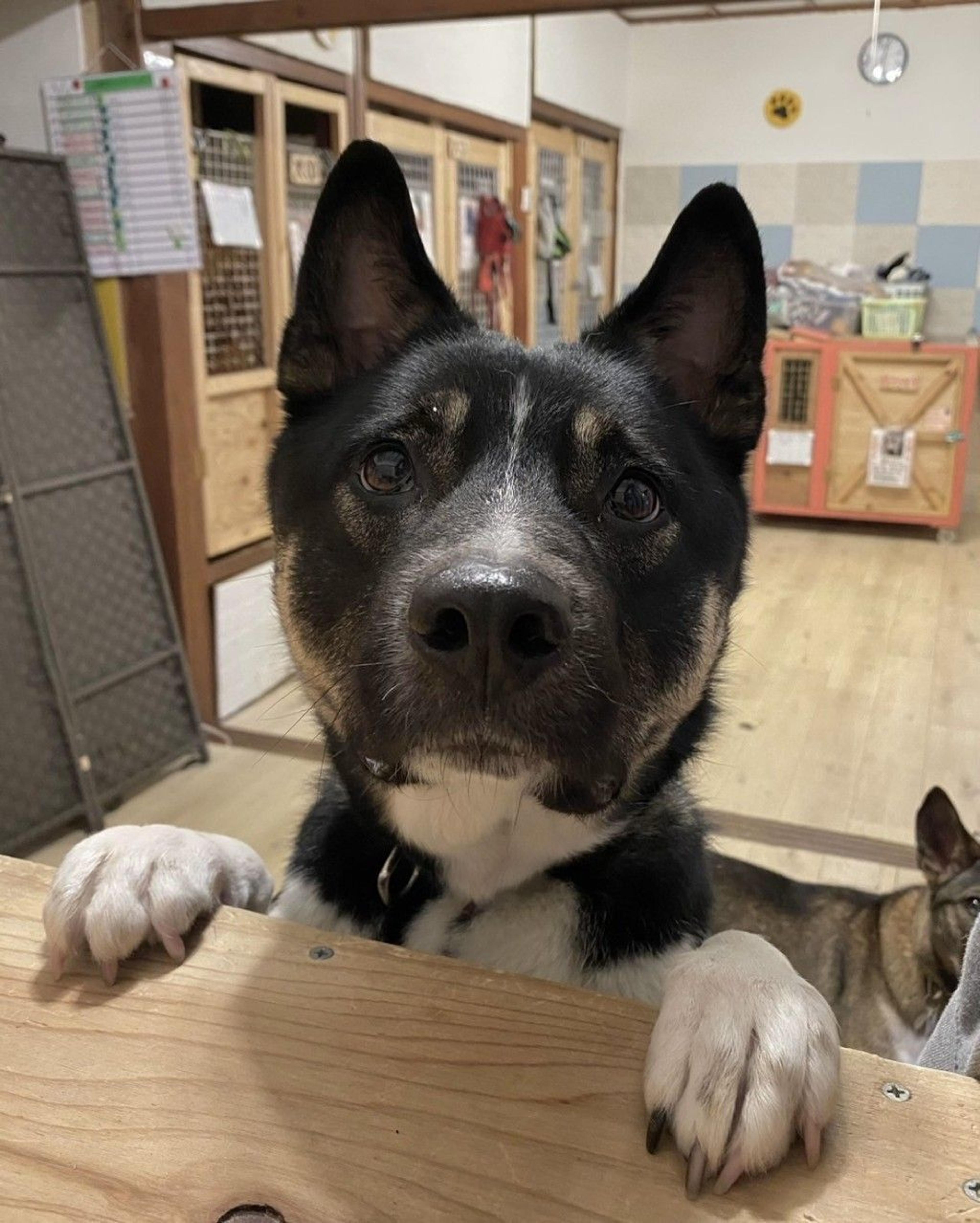pet-image-6