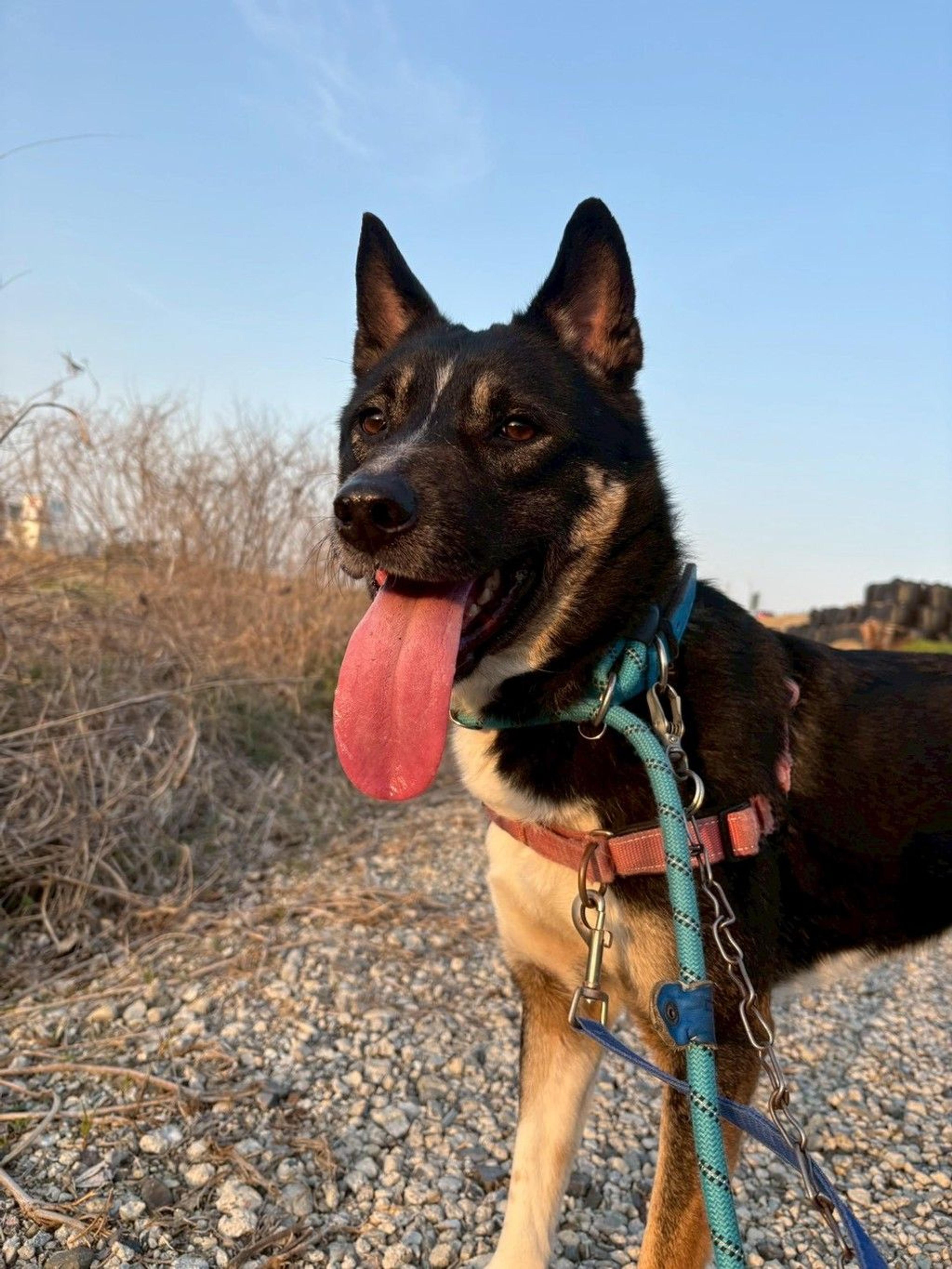pet-image-9