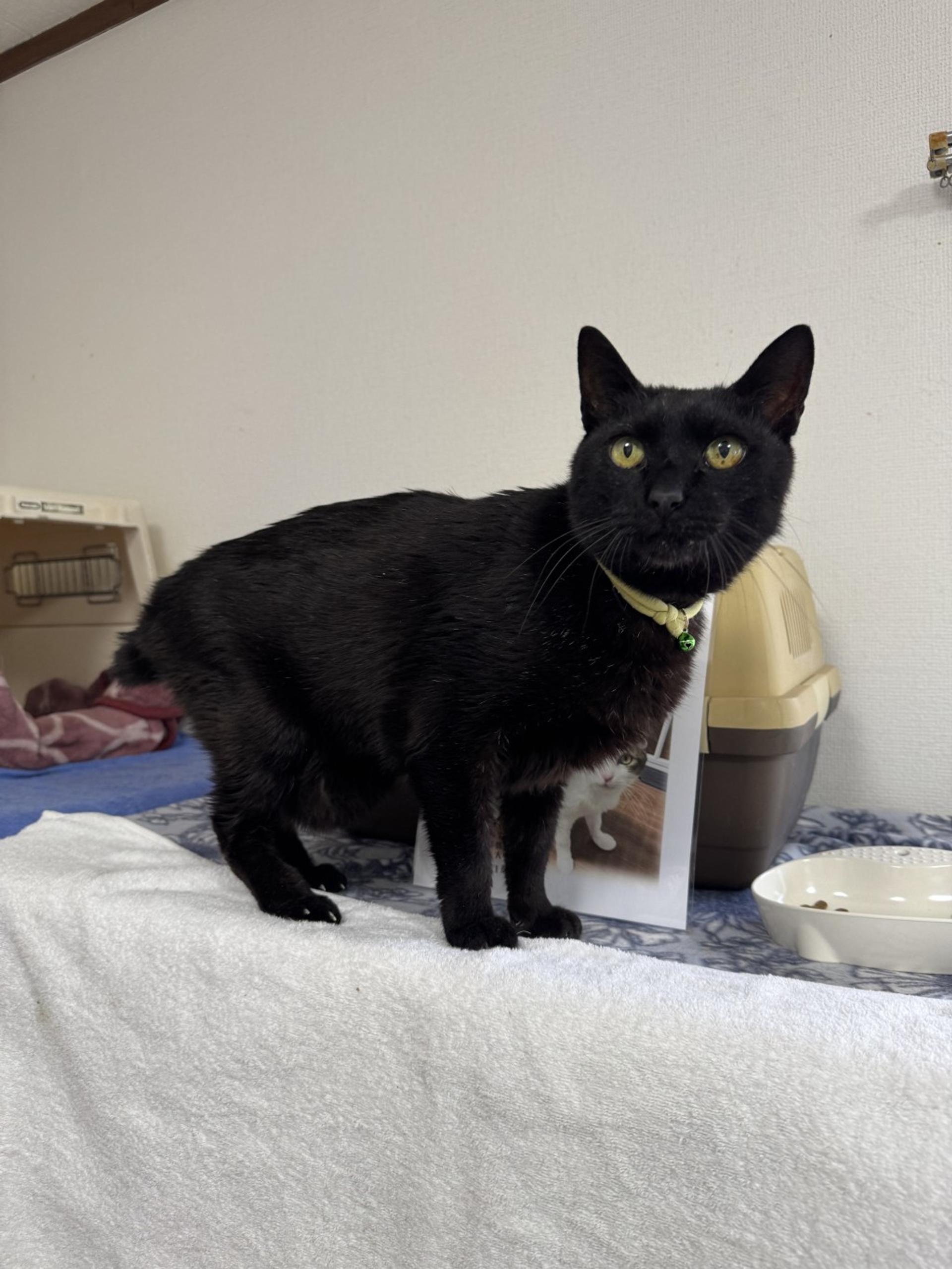 pet-image-2