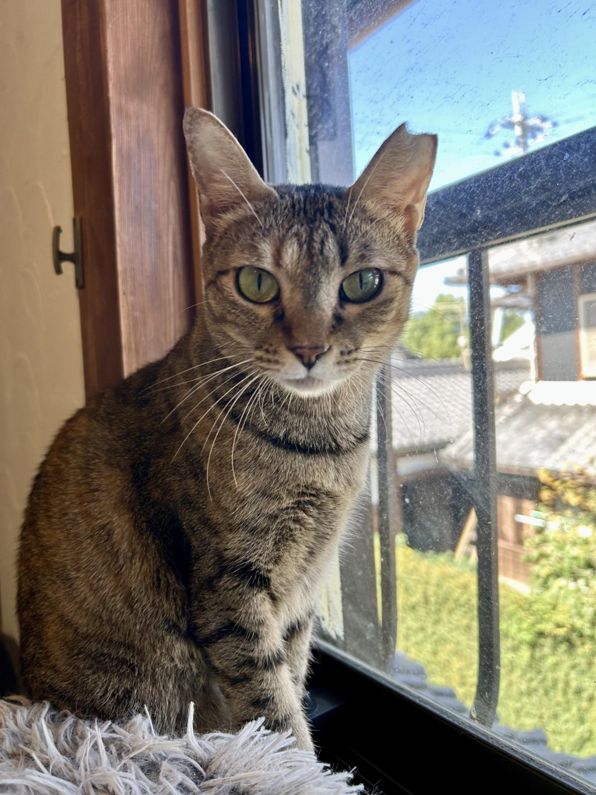 pet-image-4