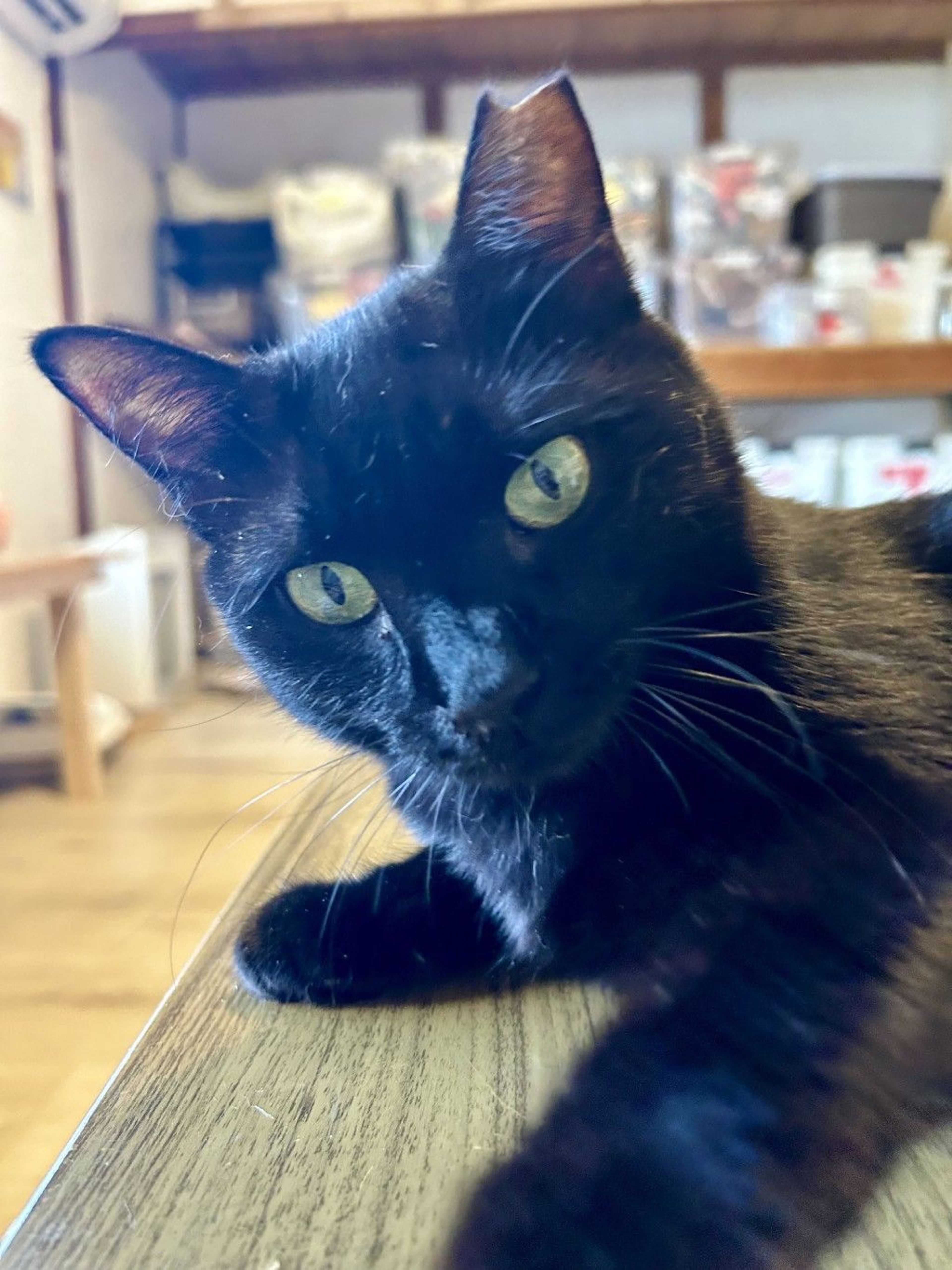 ハーイ❤️さま専用です まんまるお目の黒ねこさん 猫ぬいぐるみ 黒猫 まんまる目の黒猫ぬいぐるみ 黒|猫ぬいぐるみ