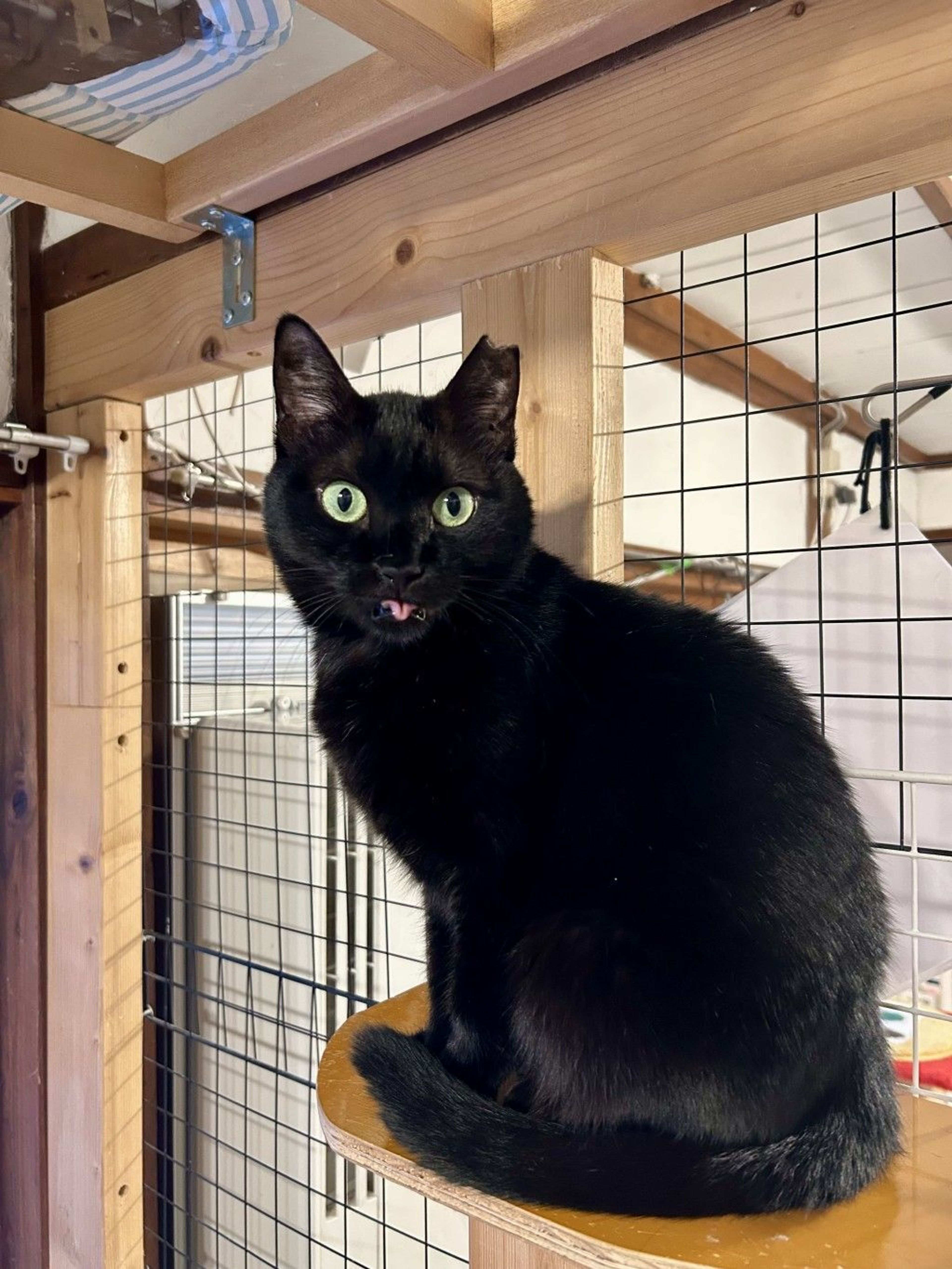 ハーイ❤️さま専用です まんまるお目の黒ねこさん ハーイ❤️さま専用です まんまるお目の黒ねこさん